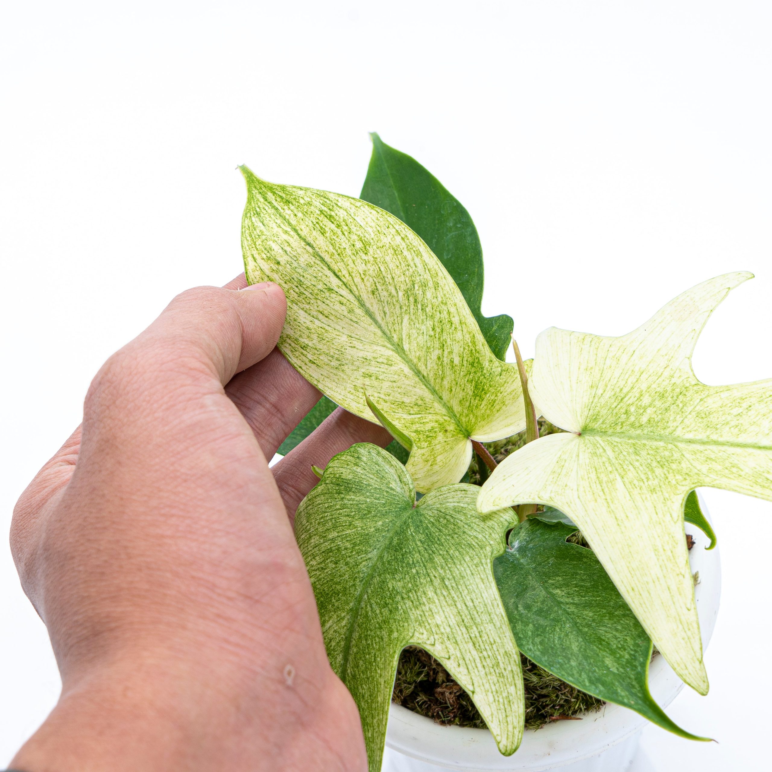 Philodendron Florida Ghost - Image 3