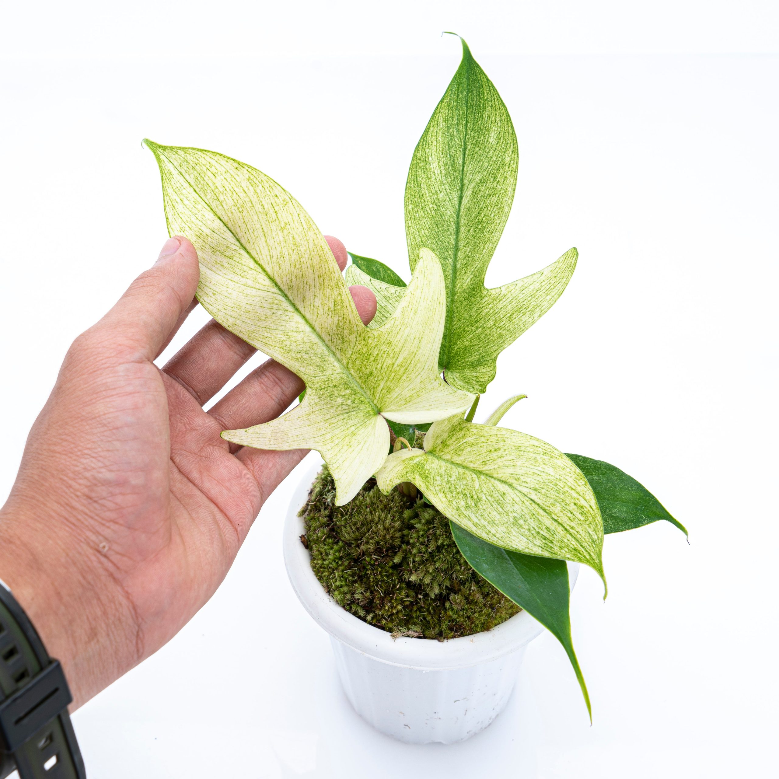 Philodendron Florida Ghost - Image 4