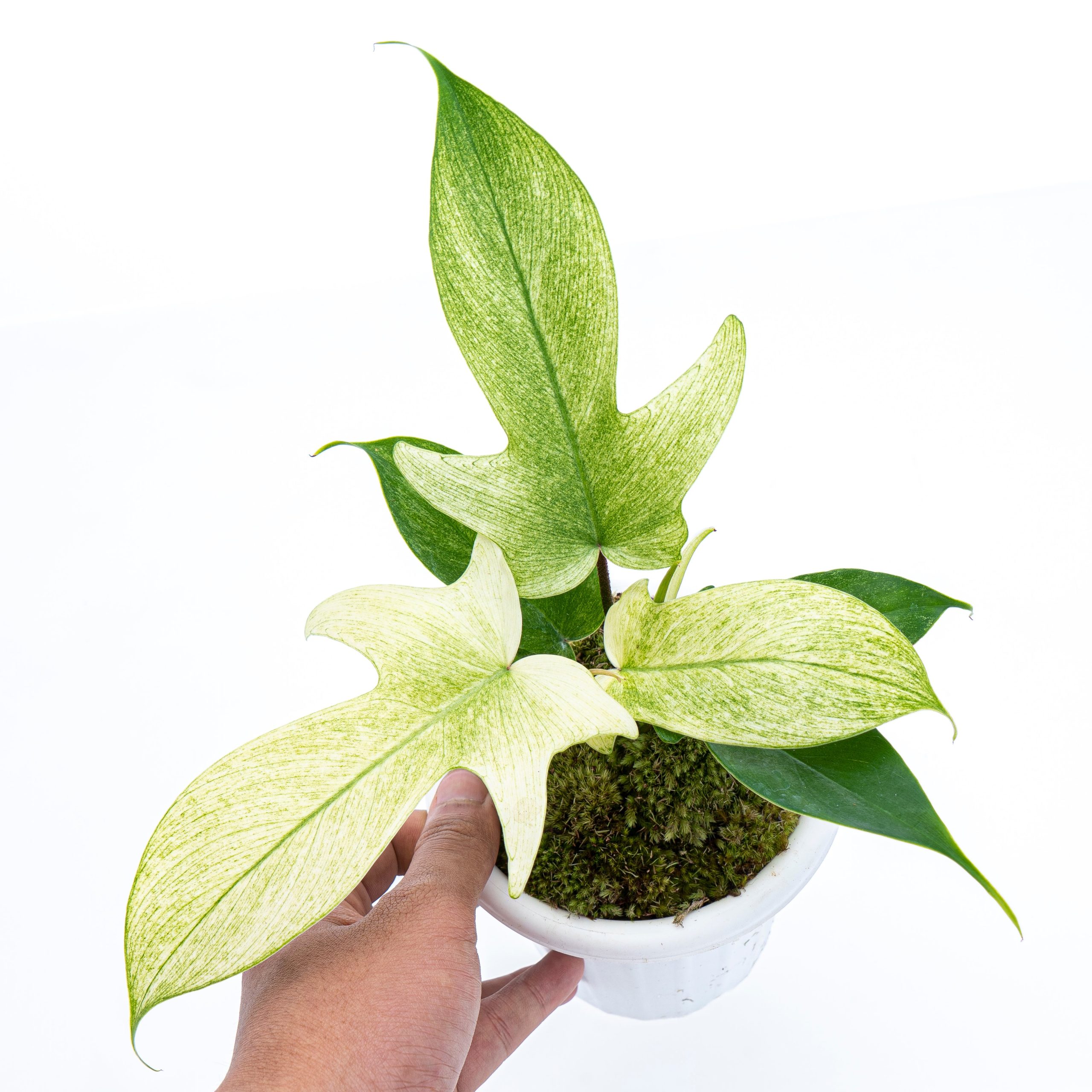 Philodendron Florida Ghost - Image 5