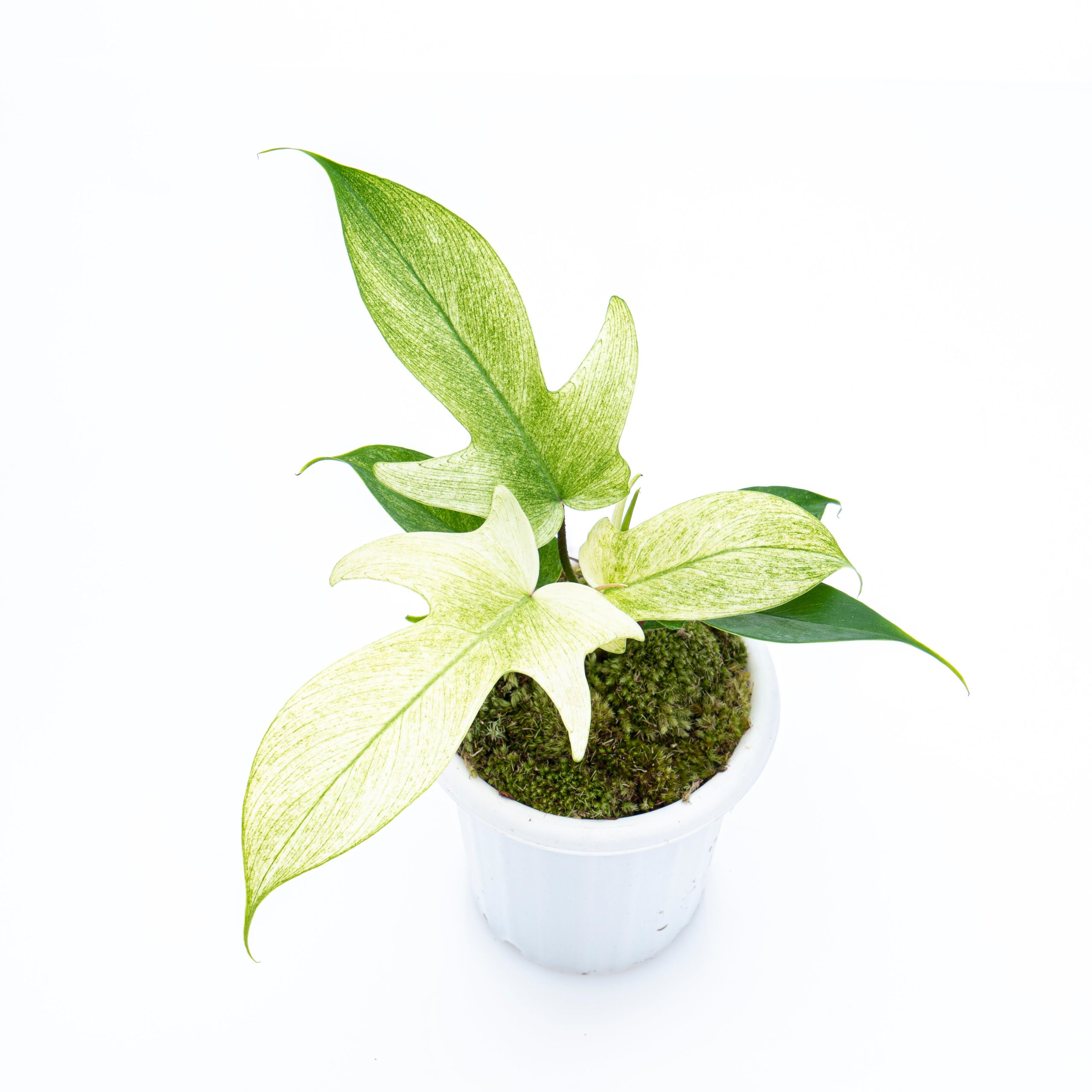 Philodendron Florida Ghost - Image 6