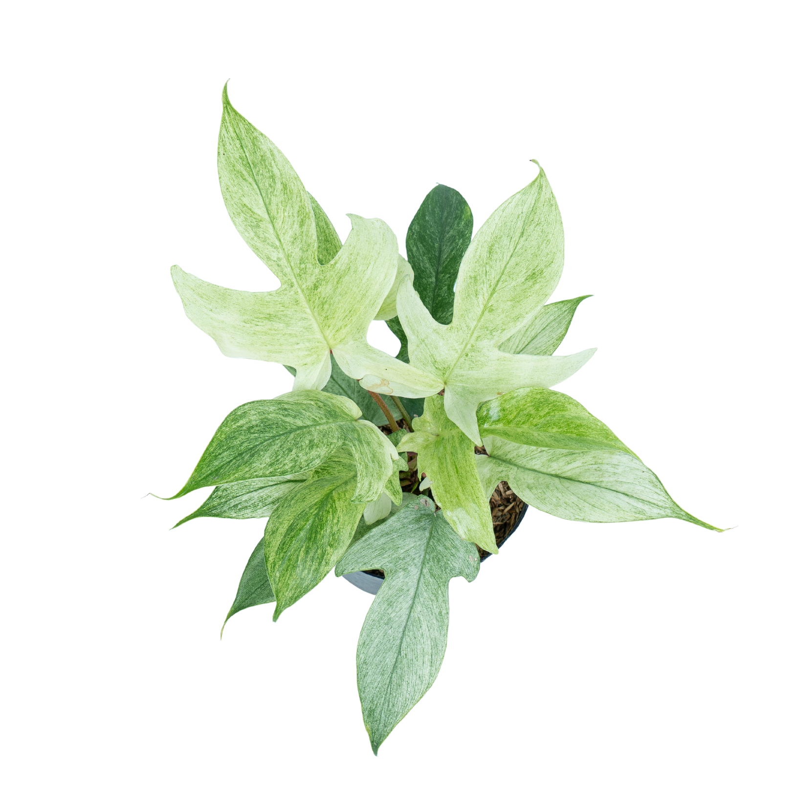 Philodendron Florida Ghost - Image 7