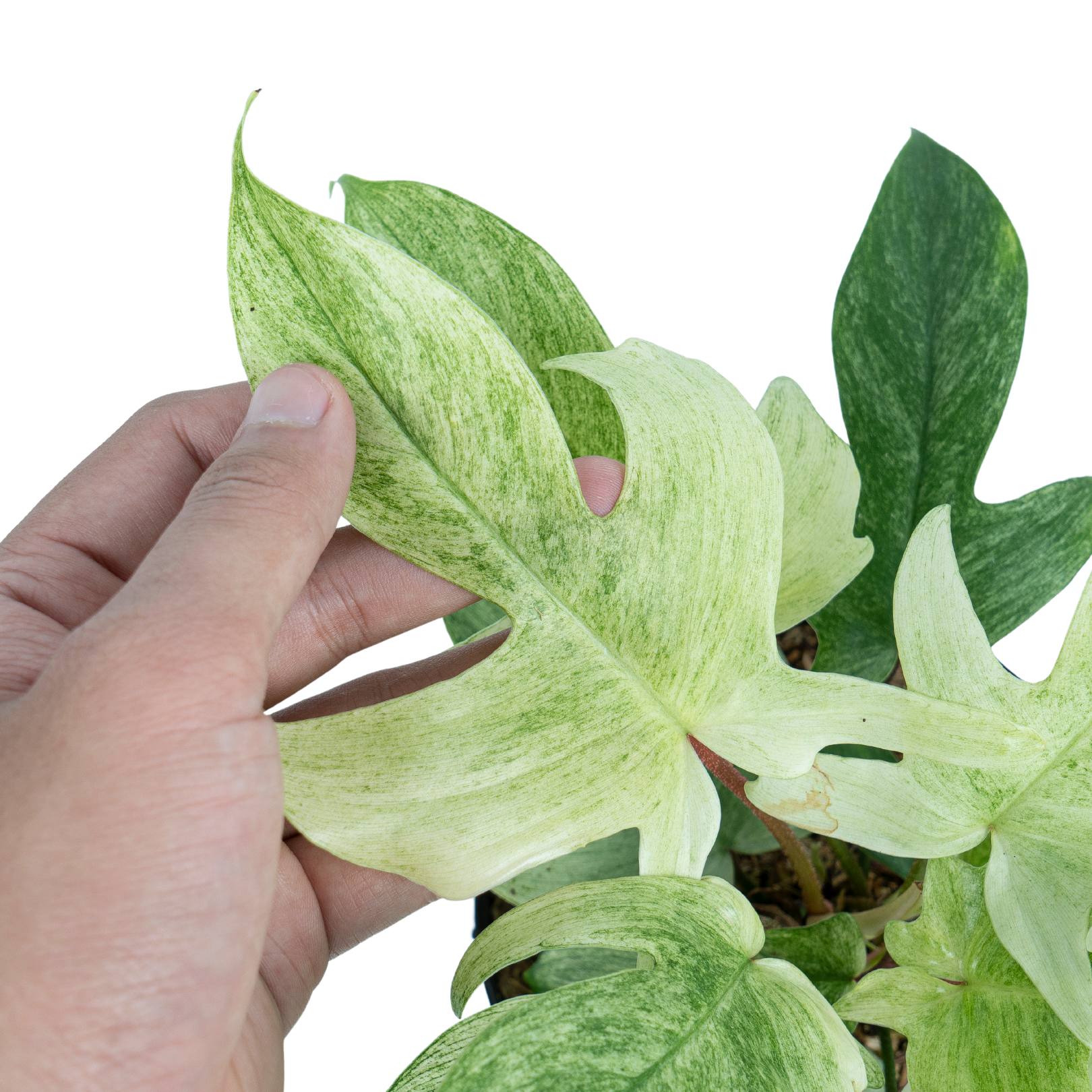 Philodendron Florida Ghost - Image 8