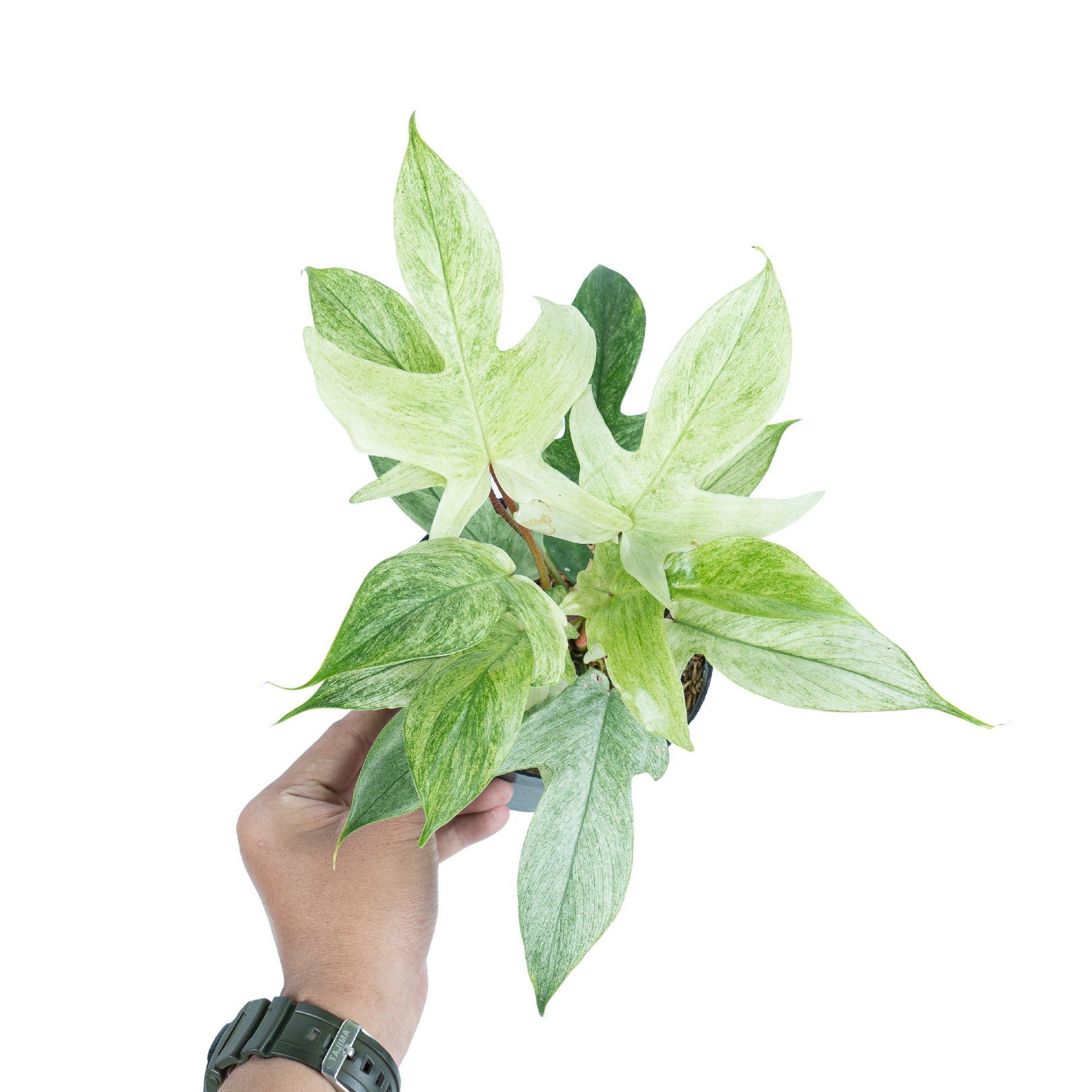 Philodendron Florida Ghost - Image 9