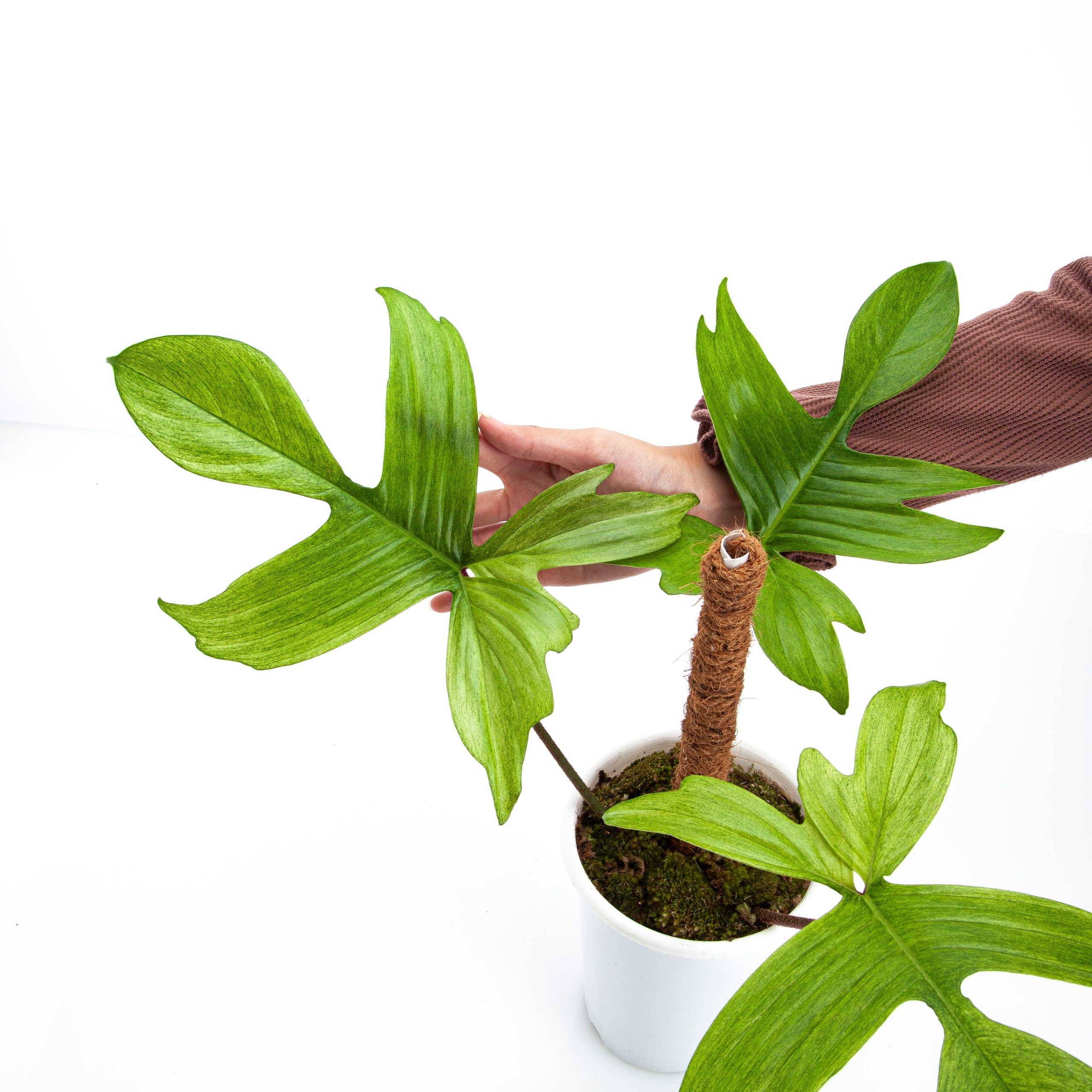Philodendron Florida Ghost - Mature size - Image 3