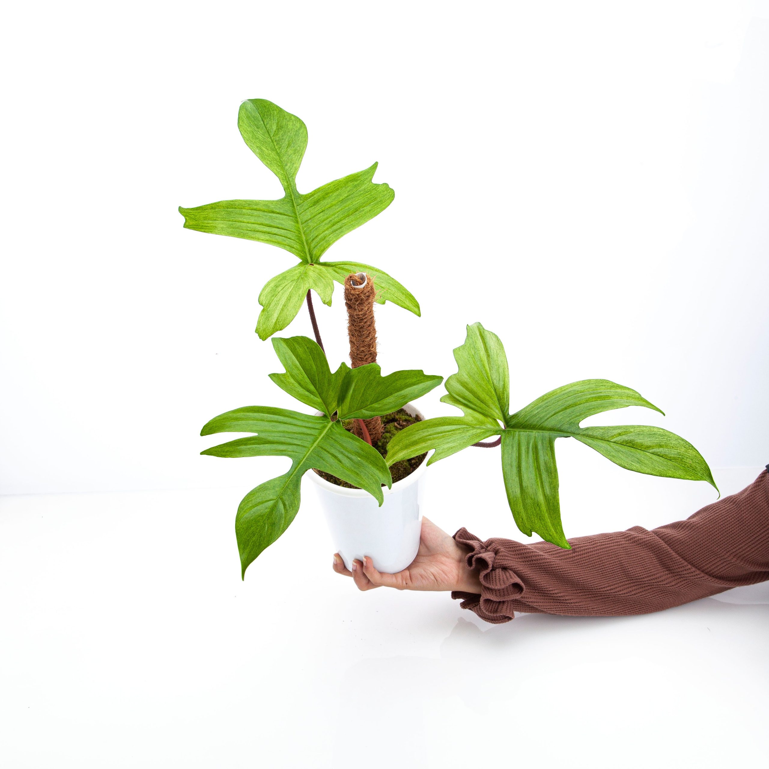 Philodendron Florida Ghost - Mature size - Image 5