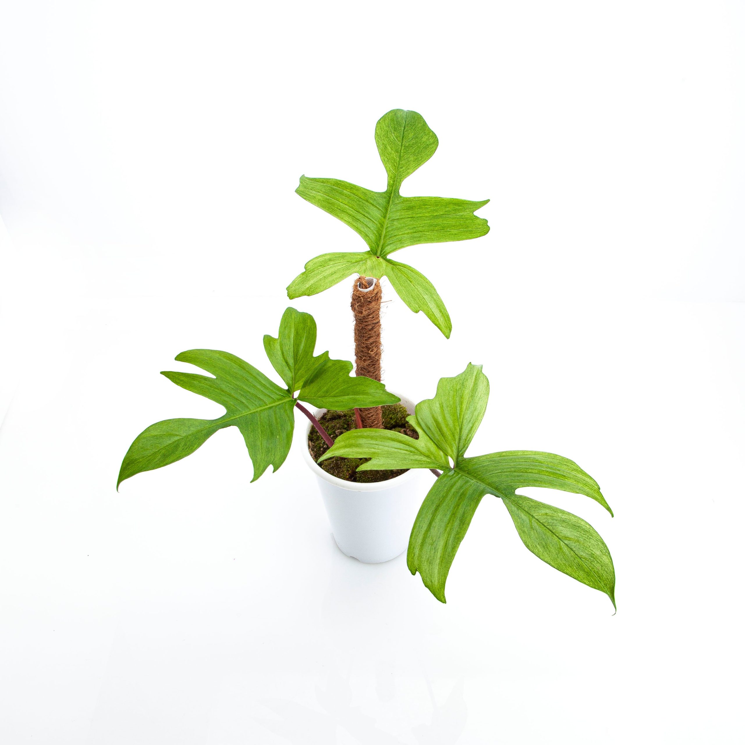 Philodendron Florida Ghost - Mature size - Image 6