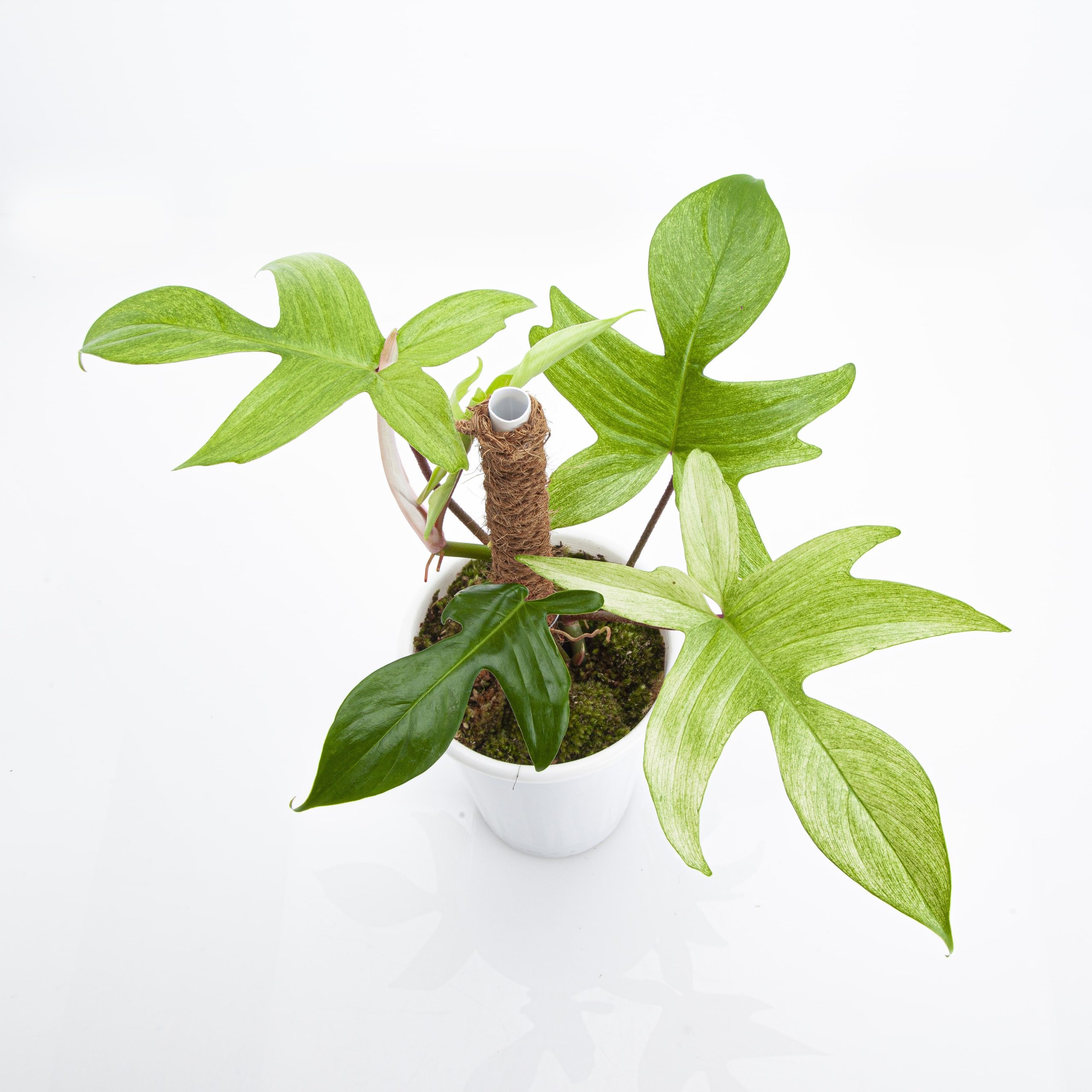Philodendron Florida Ghost - Medium size - Image 5