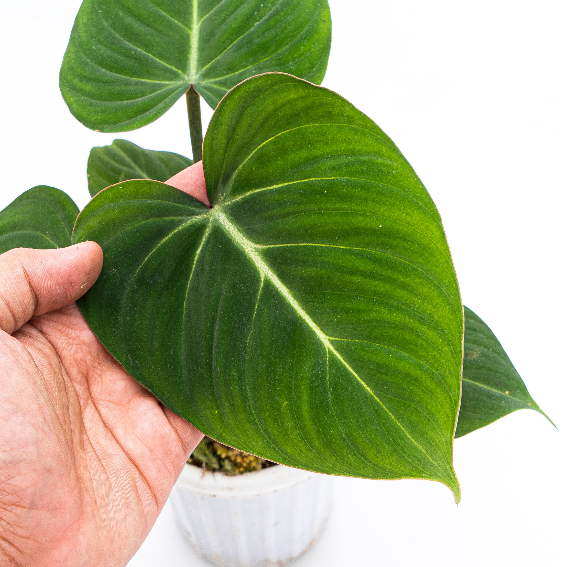 Philodendron Gloriosum - Image 2