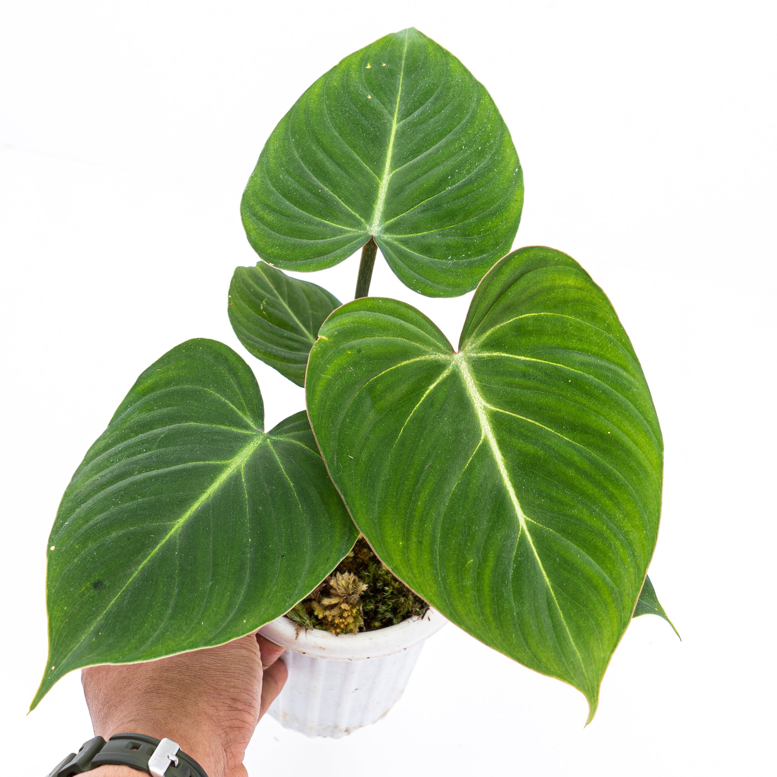 Philodendron Gloriosum - Image 3