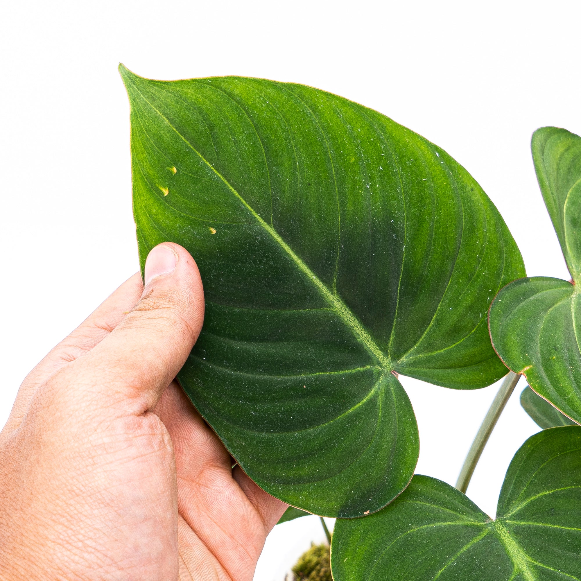 Philodendron Gloriosum - Image 4