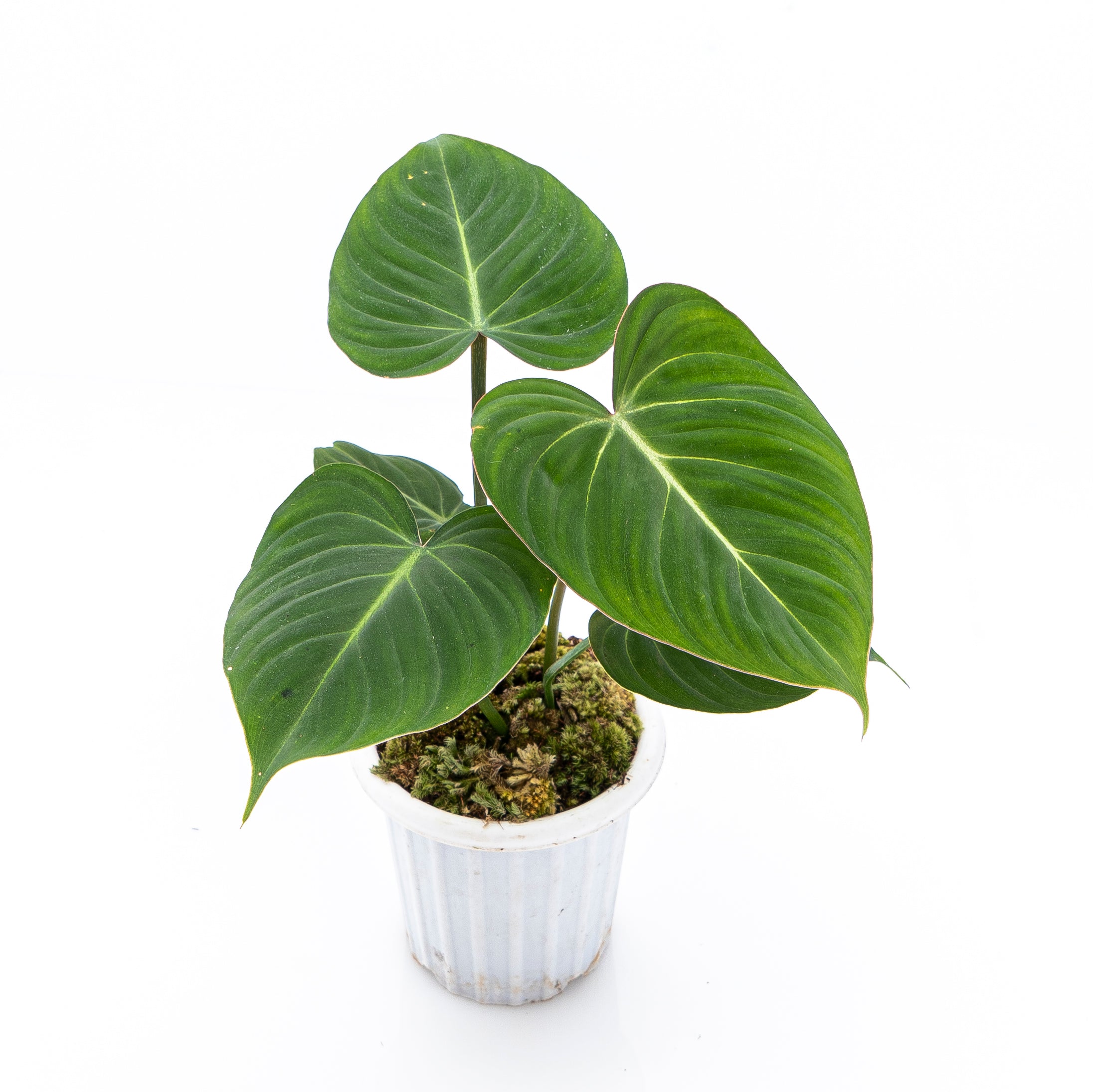 Philodendron Gloriosum - Image 5