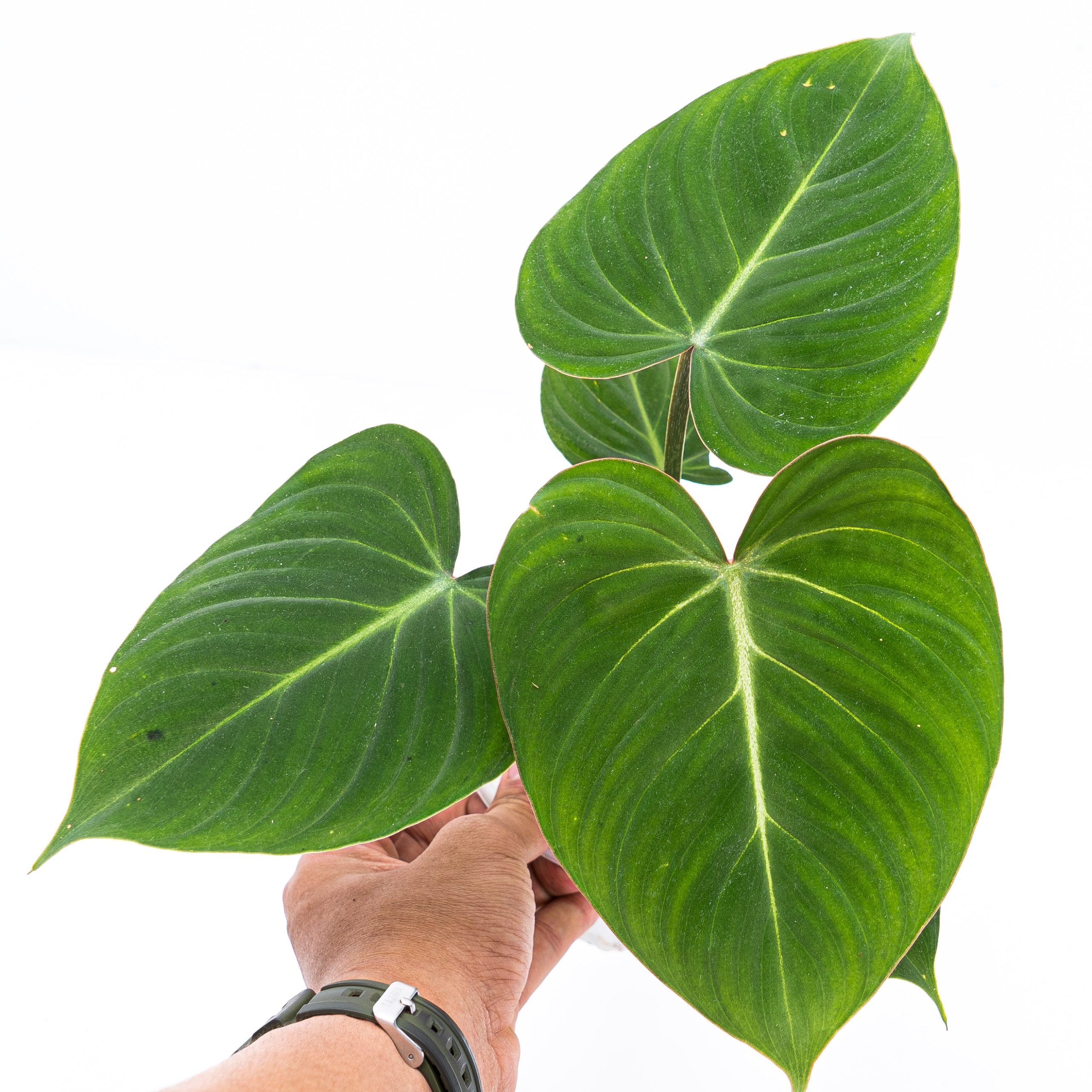 Philodendron Gloriosum - Image 6