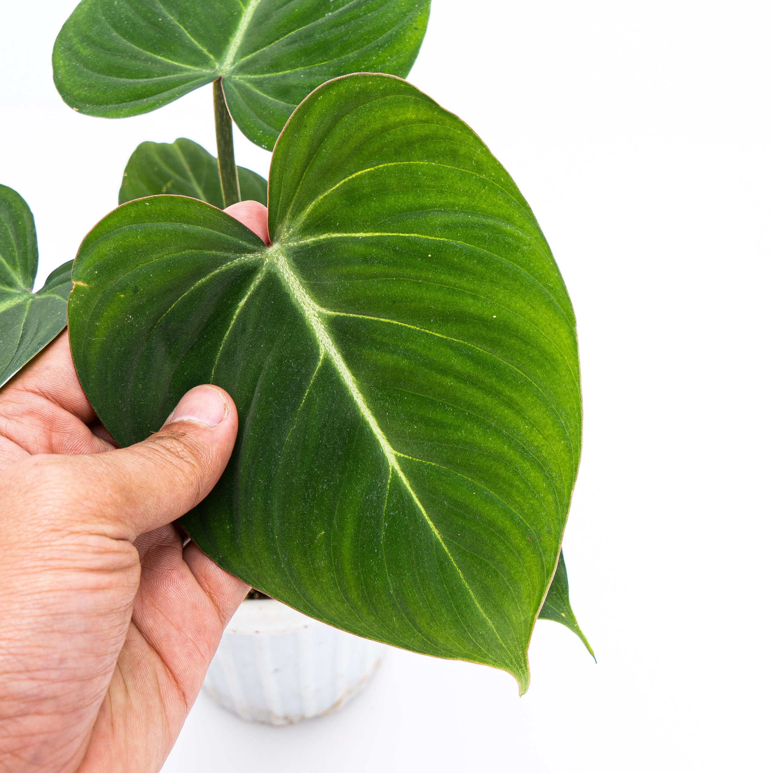 Philodendron Gloriosum - Image 7