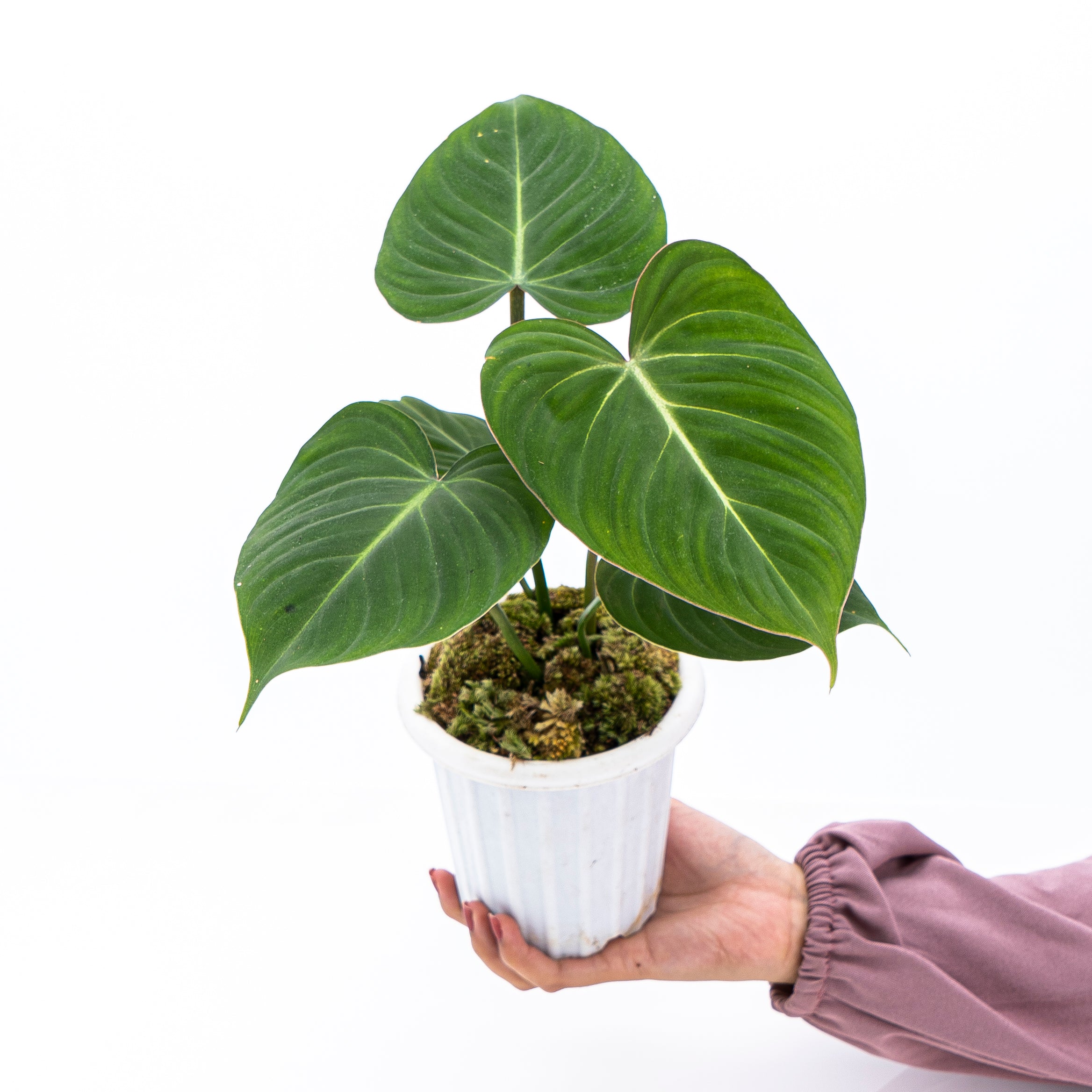 Philodendron Gloriosum - Image 8