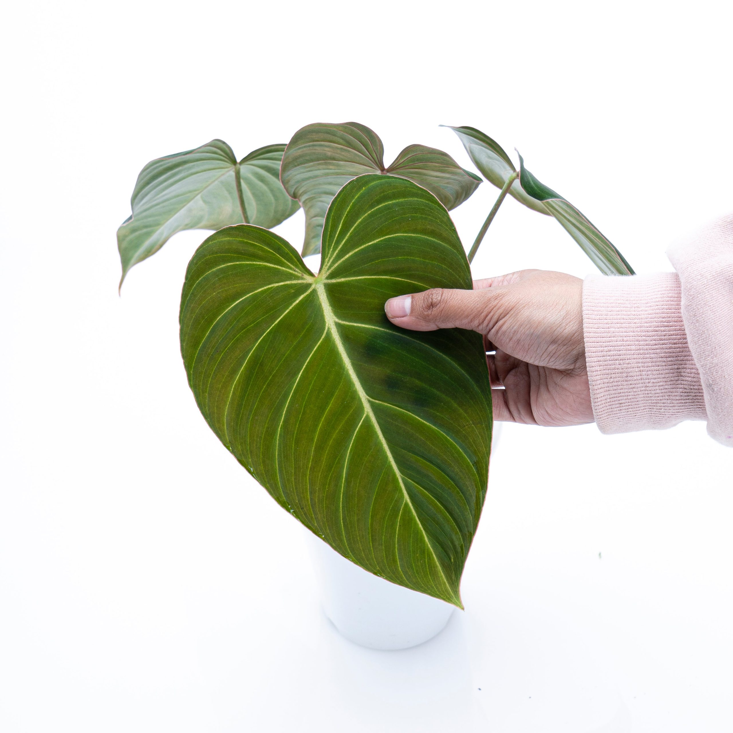Philodendron Glorious (gloriosum x melanochrysum) - Image 2