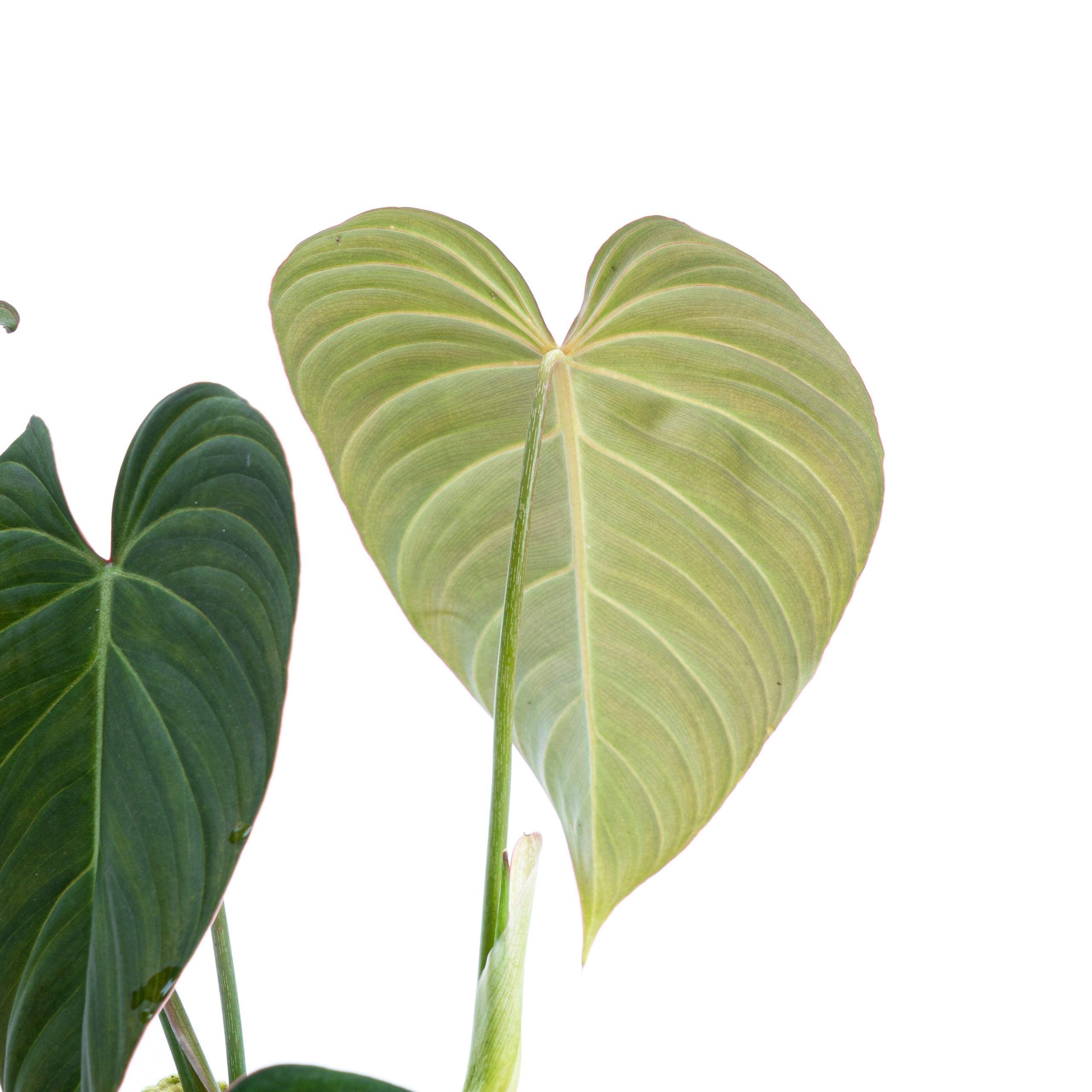 Philodendron Glorious (gloriosum x melanochrysum) - Image 3