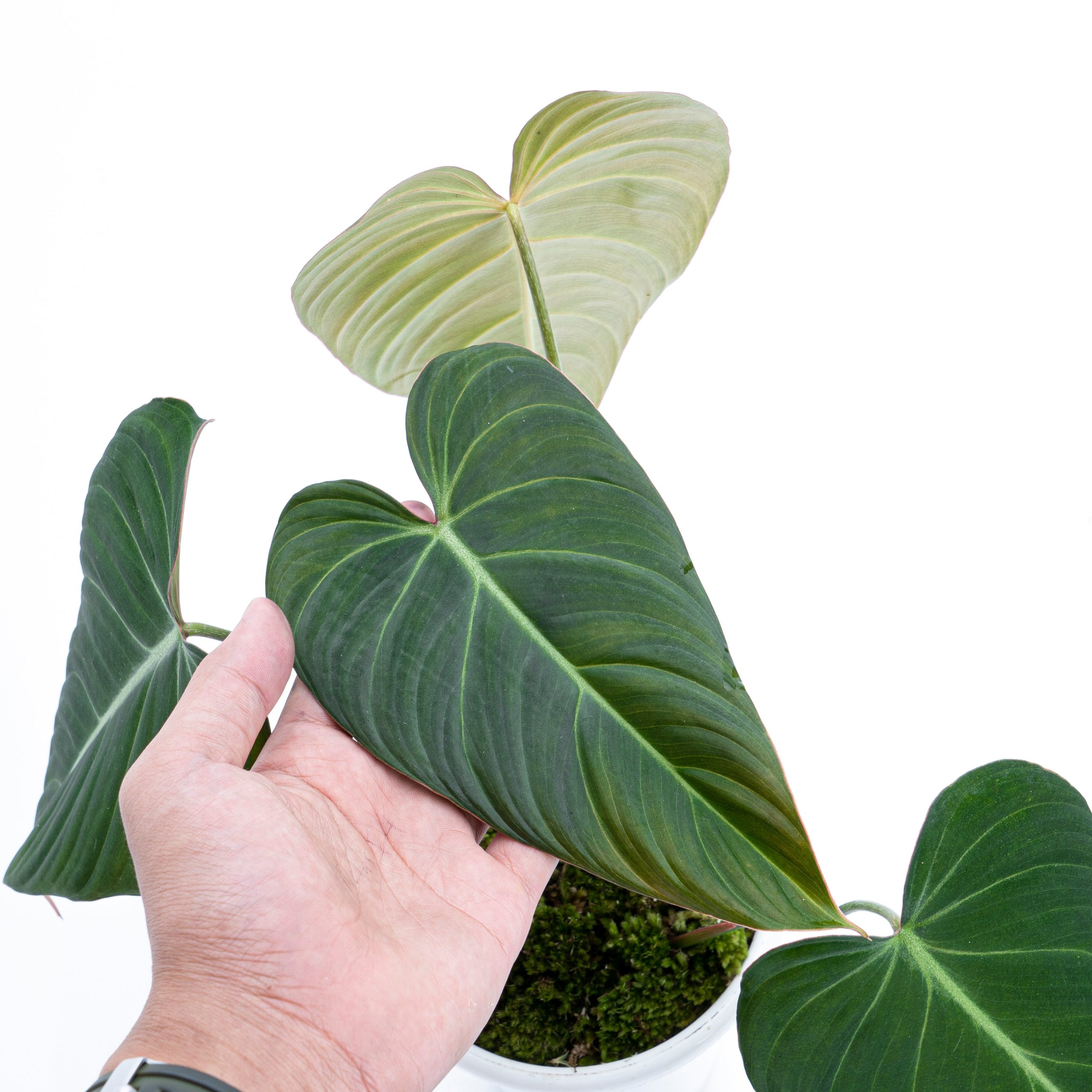 Philodendron Glorious (gloriosum x melanochrysum) - Image 4