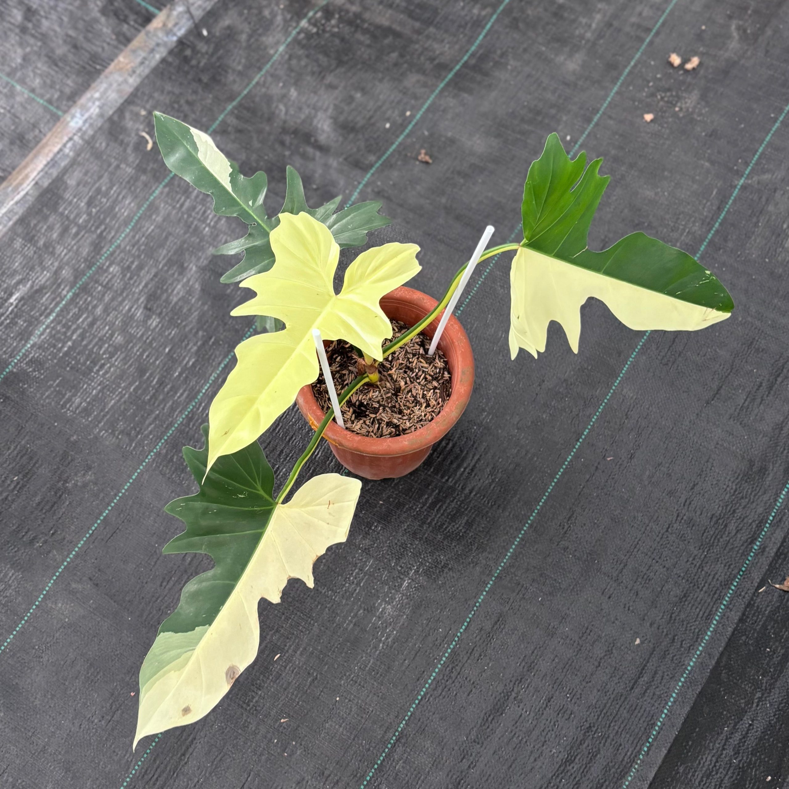 Philodendron golden dragon variegated - Image 2