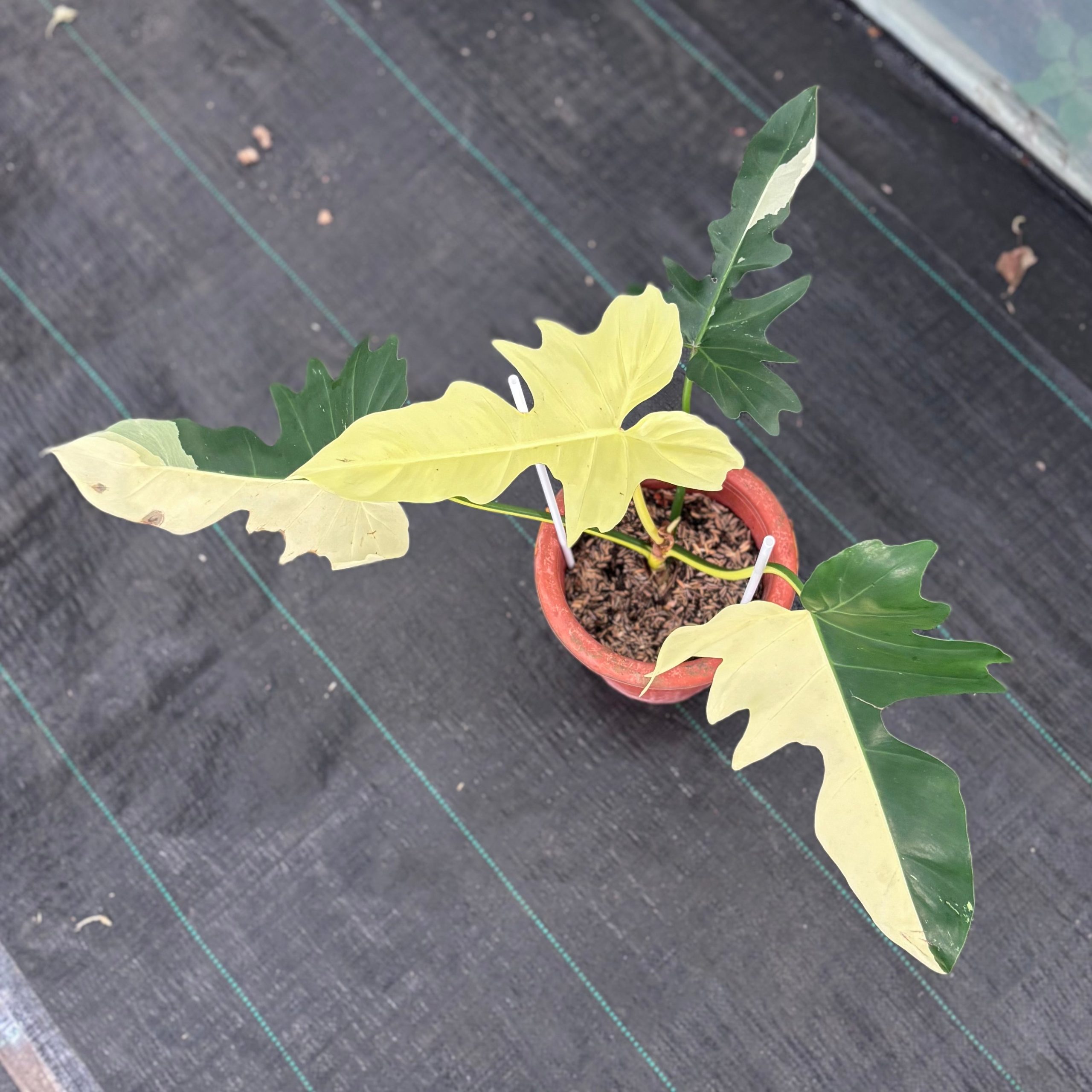 Philodendron golden dragon variegated - Image 3