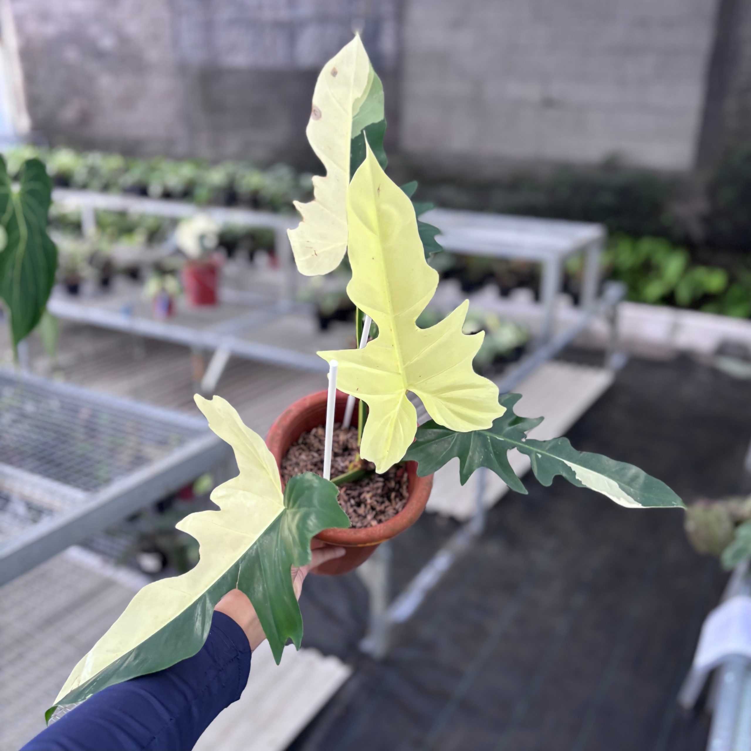 Philodendron golden dragon variegated - Image 4
