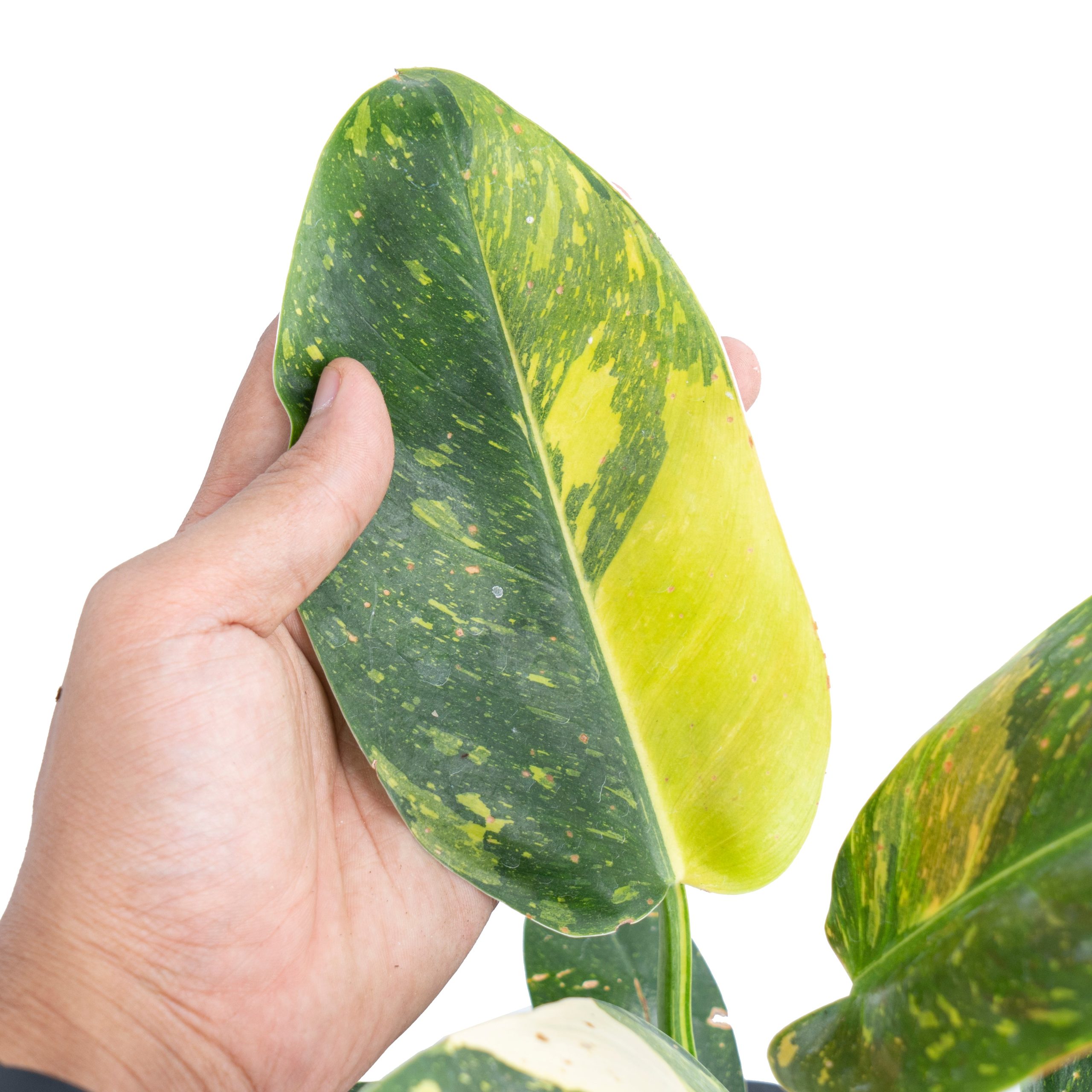 Philodendron Green Congo Marble Variegated - Image 2