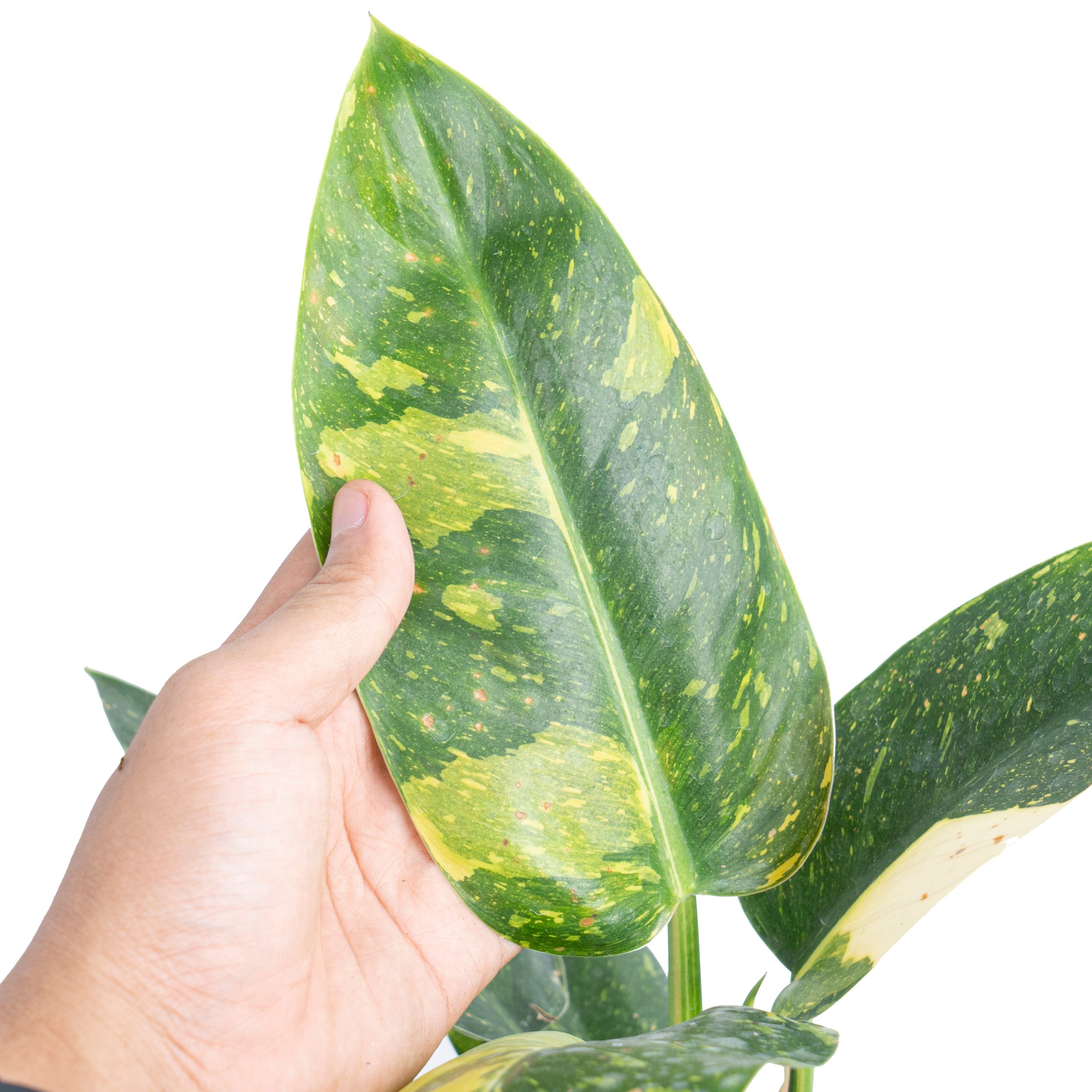 Philodendron Green Congo Marble Variegated - Image 3