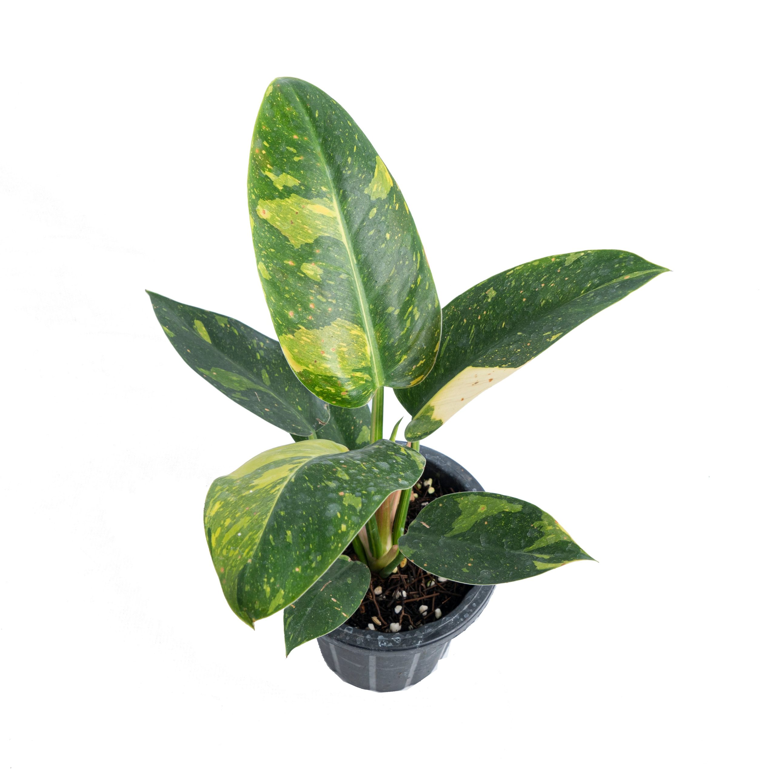 Philodendron Green Congo Marble Variegated - Image 4