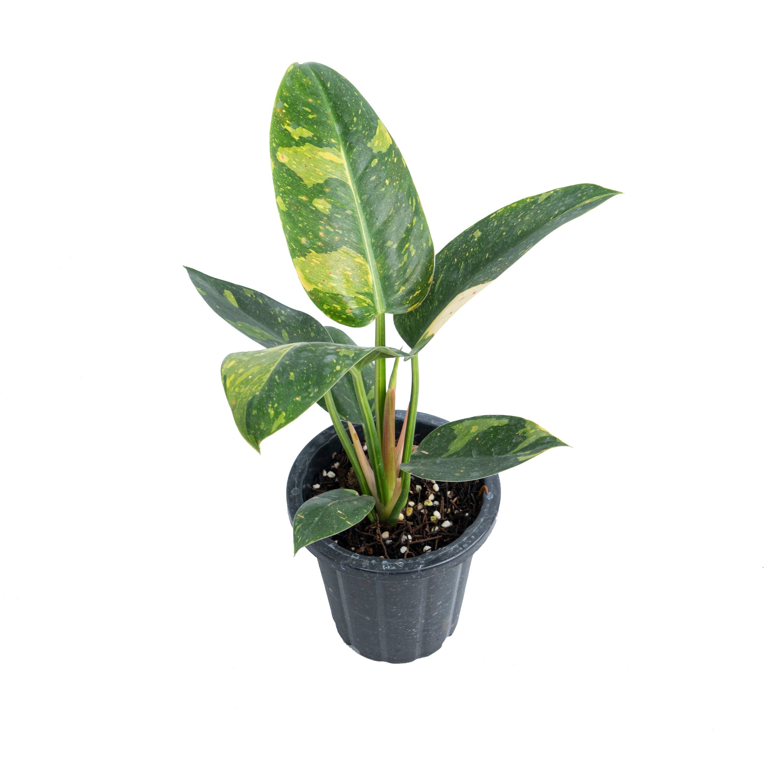 Philodendron Green Congo Marble Variegated - Image 5