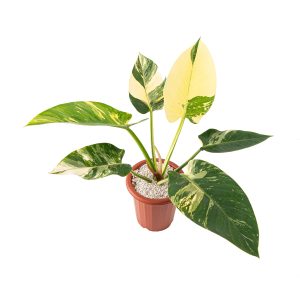 Philodendron green congo variegated