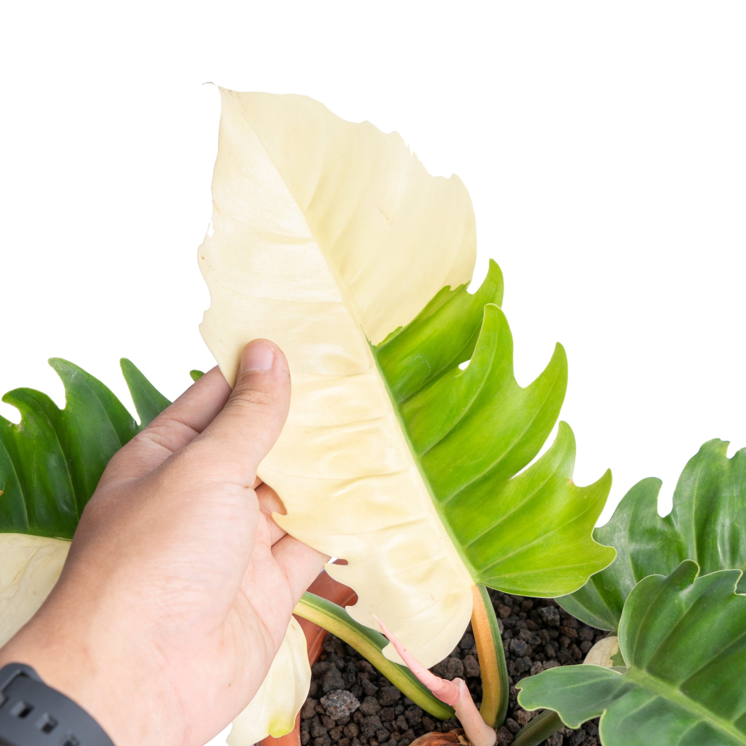Philodendron green saw variegated - Image 2