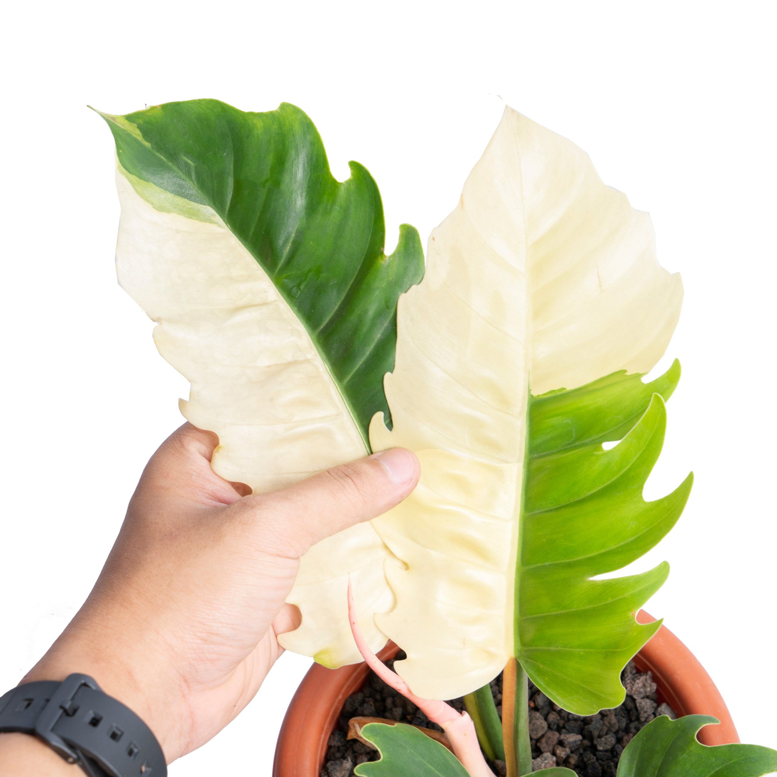 Philodendron green saw variegated - Image 3