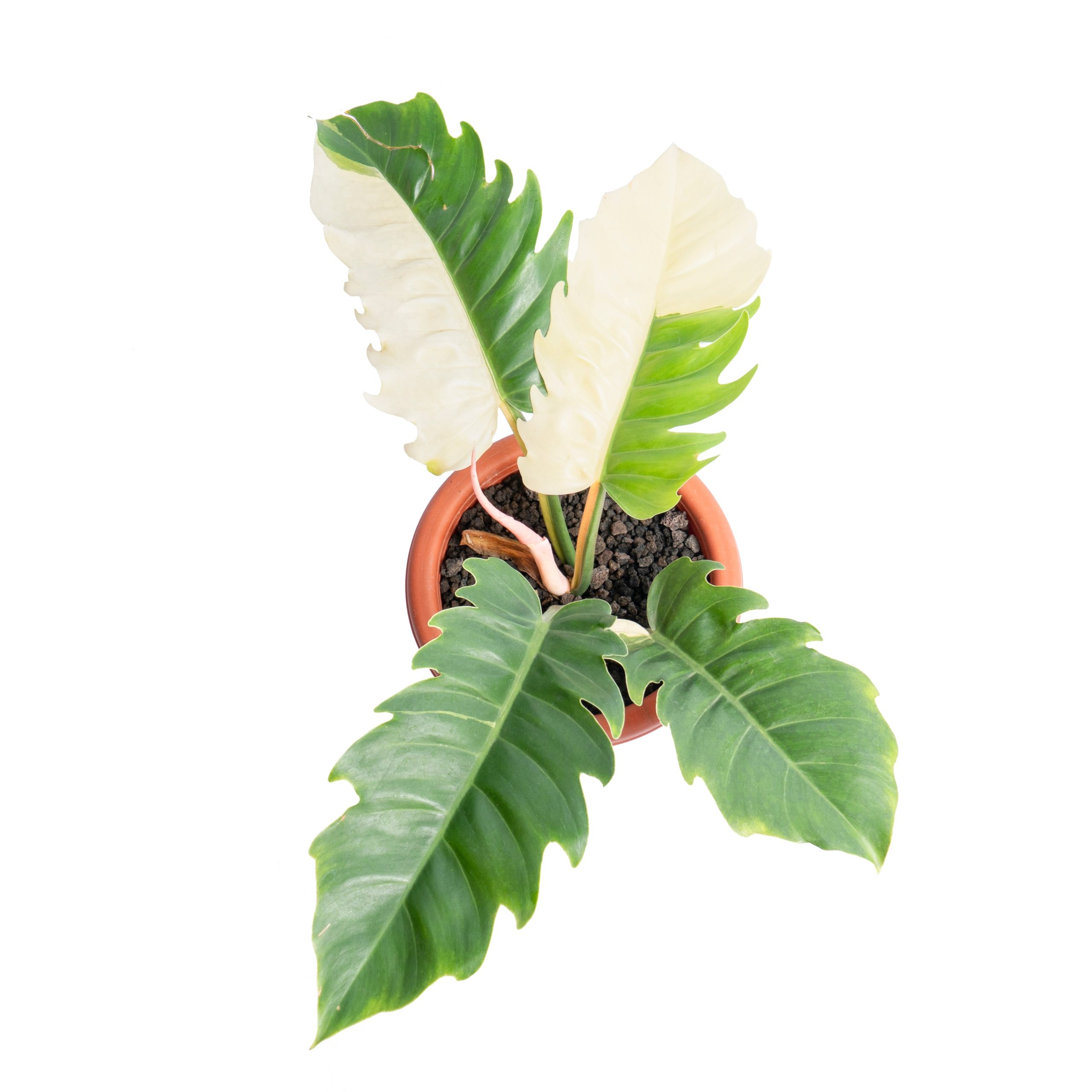 Philodendron green saw variegated - Image 4