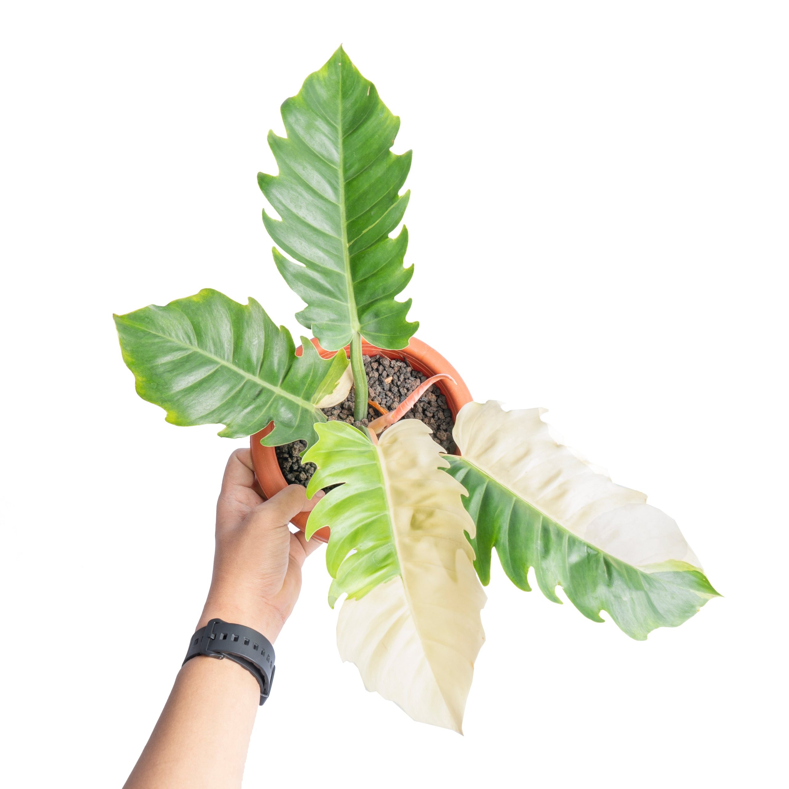 Philodendron green saw variegated - Image 5