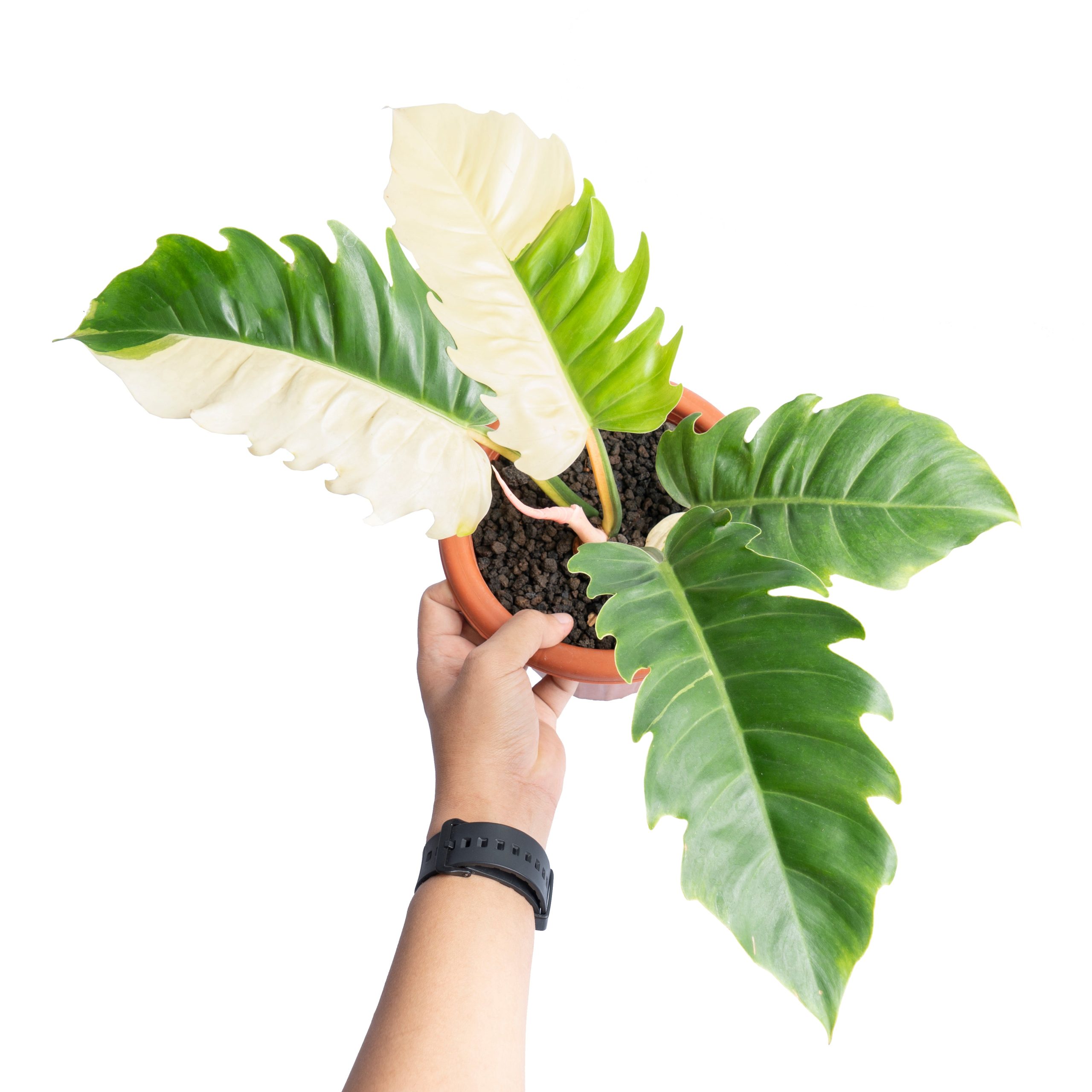 Philodendron green saw variegated - Image 6