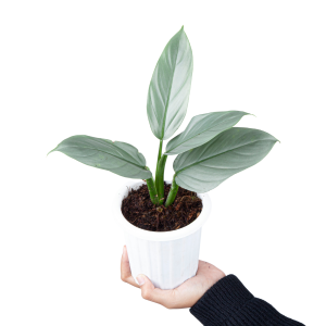 Philodendron Hastatum Silver Sword
