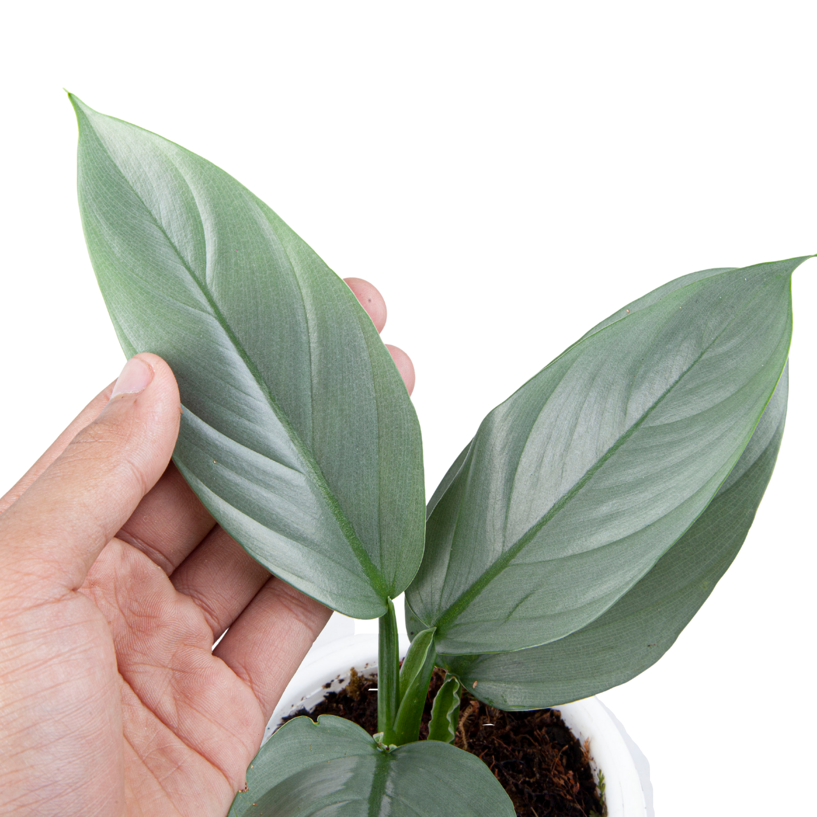 Philodendron Hastatum Silver Sword - Image 2
