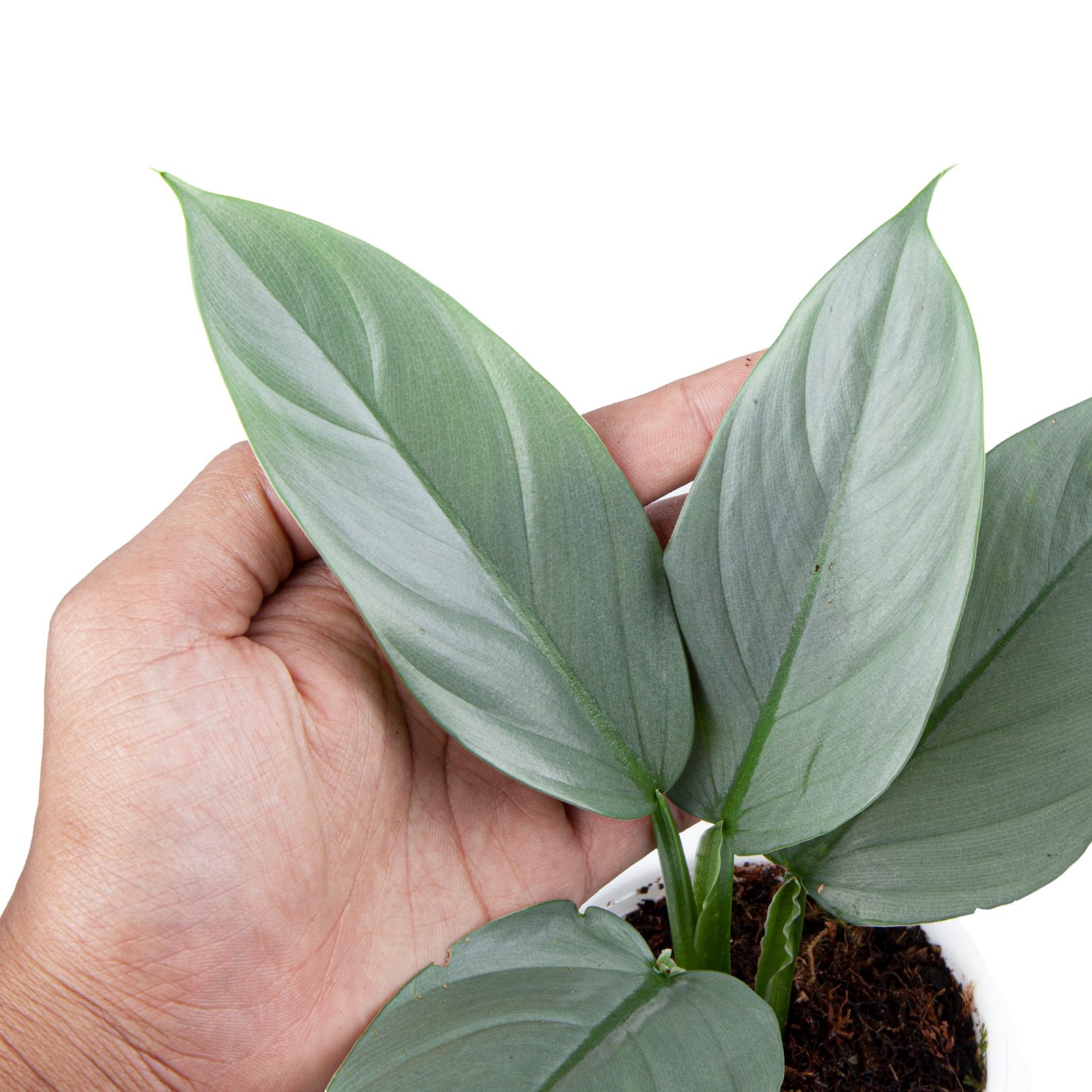 Philodendron Hastatum Silver Sword - Image 3