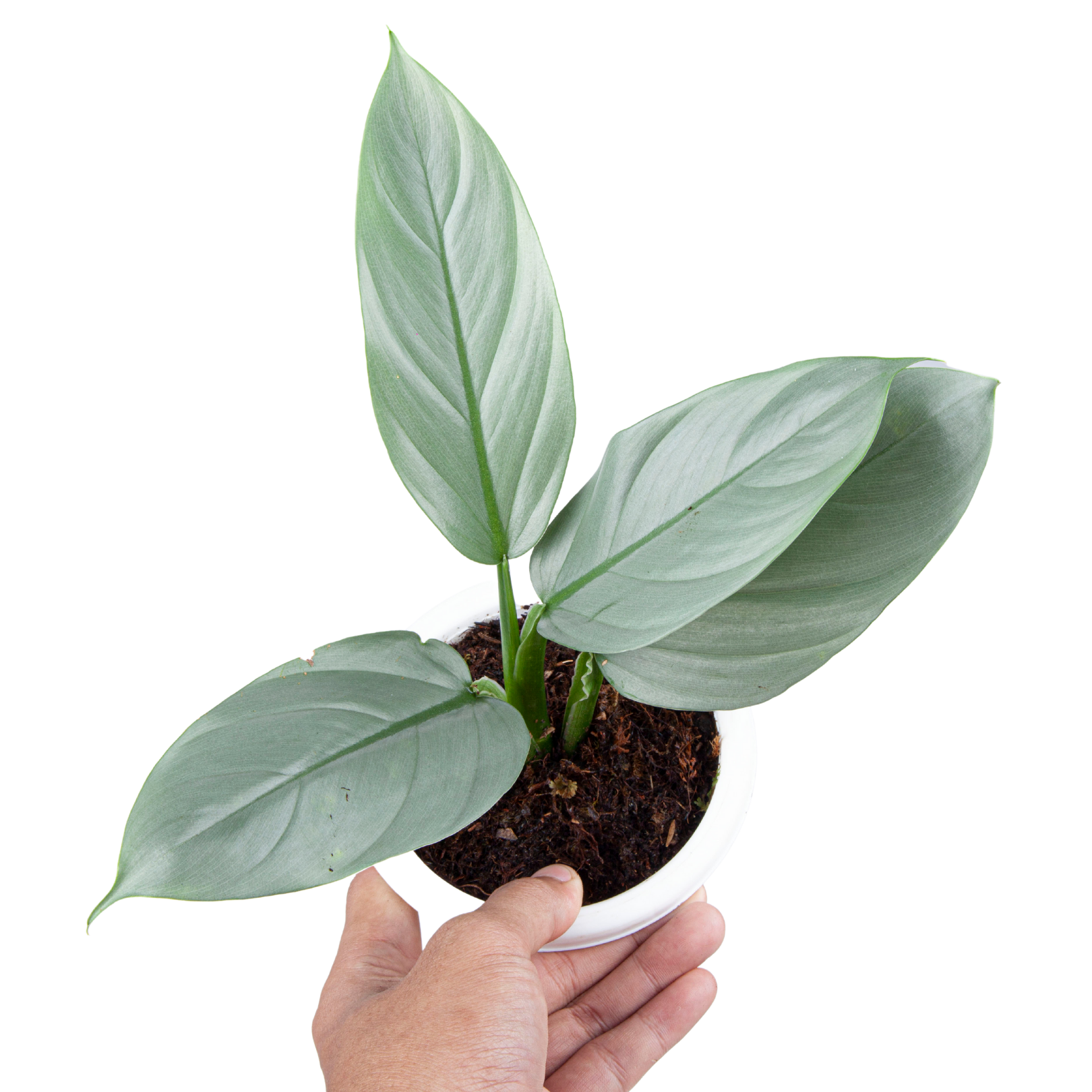Philodendron Hastatum Silver Sword - Image 4