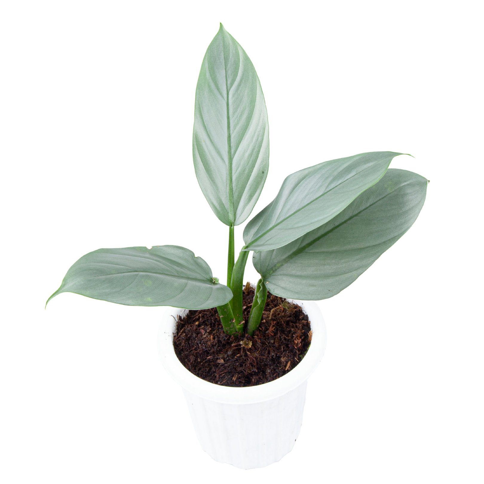 Philodendron Hastatum Silver Sword - Image 5