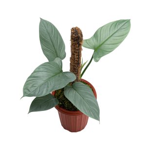 Philodendron Hastatum Silver Sword - Mature size