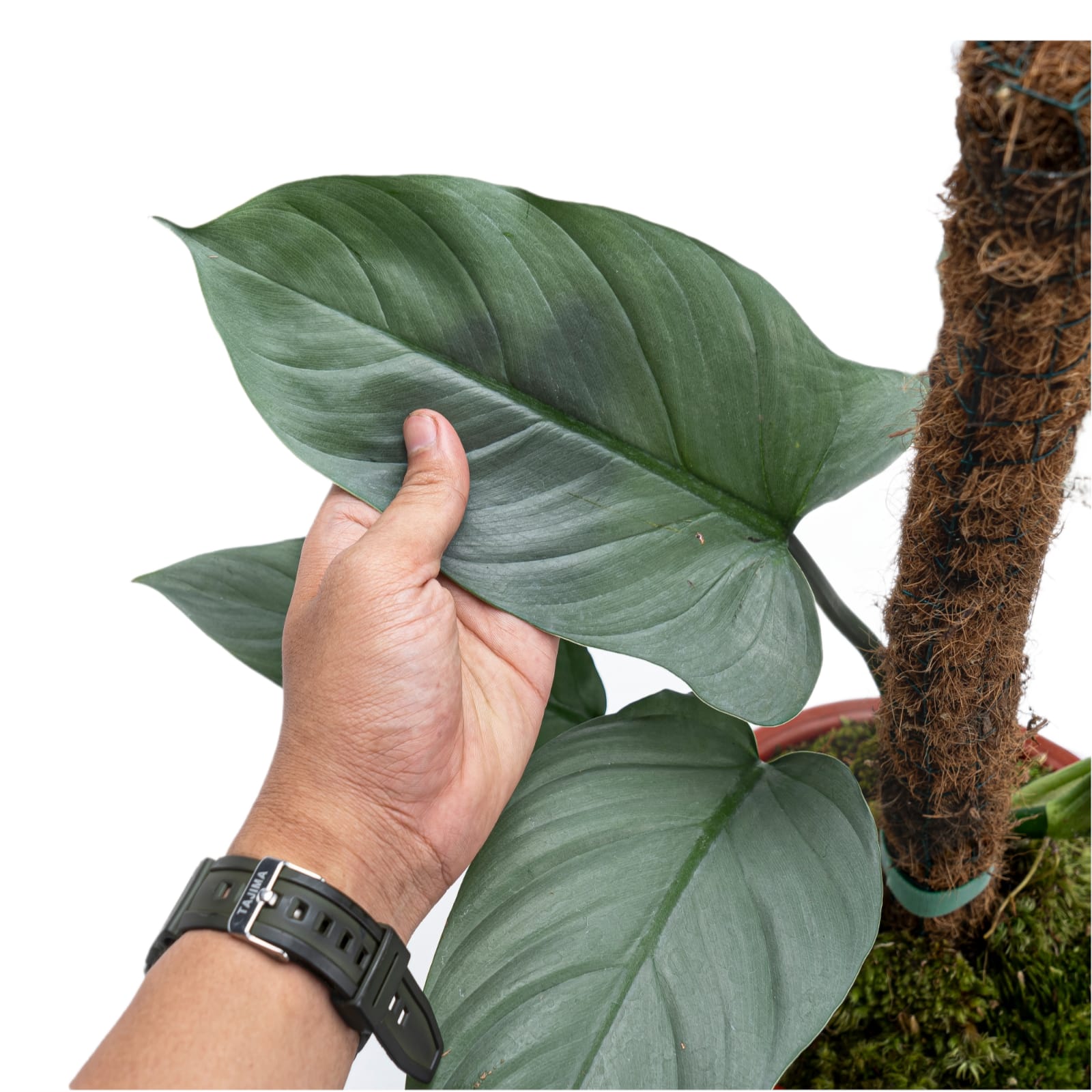 Philodendron Hastatum Silver Sword - Mature size - Image 2