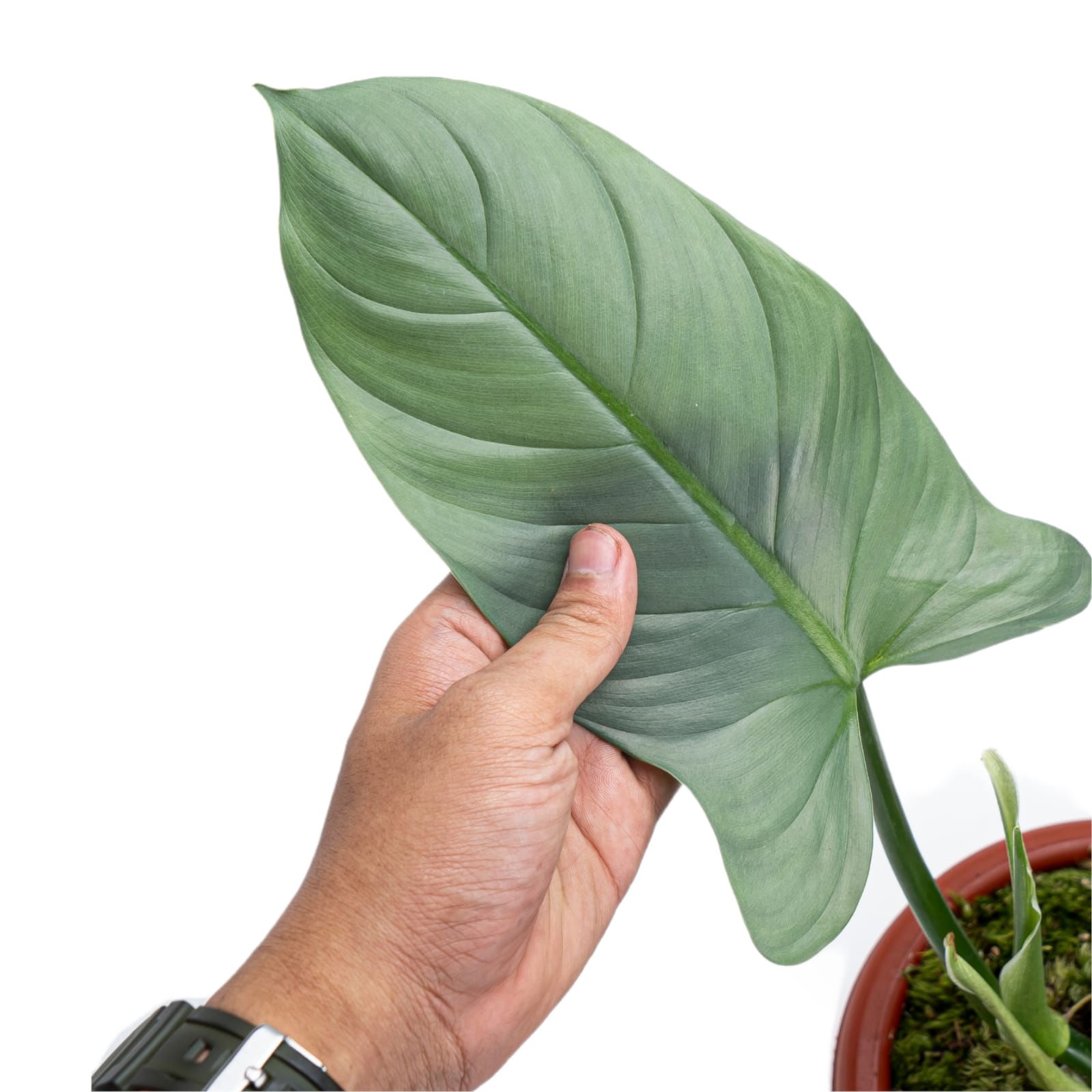 Philodendron Hastatum Silver Sword - Mature size - Image 3