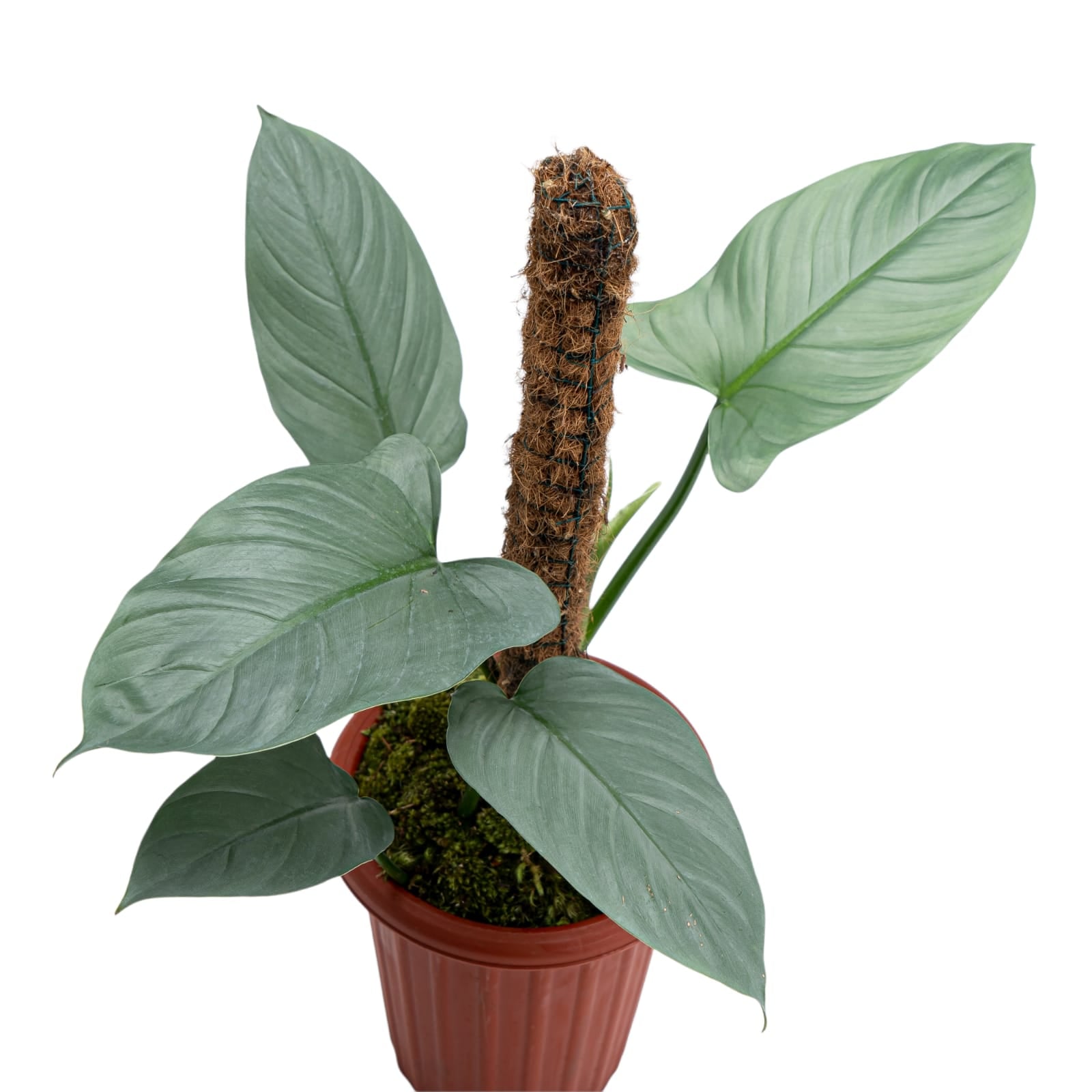 Philodendron Hastatum Silver Sword - Mature size - Image 4