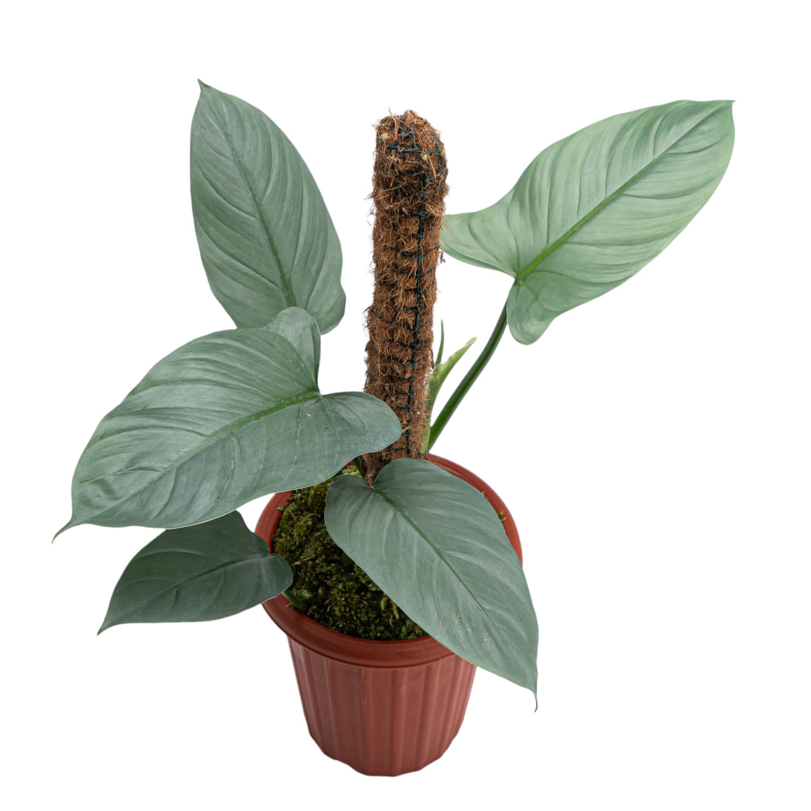 Philodendron Hastatum Silver Sword - Mature size - Image 5