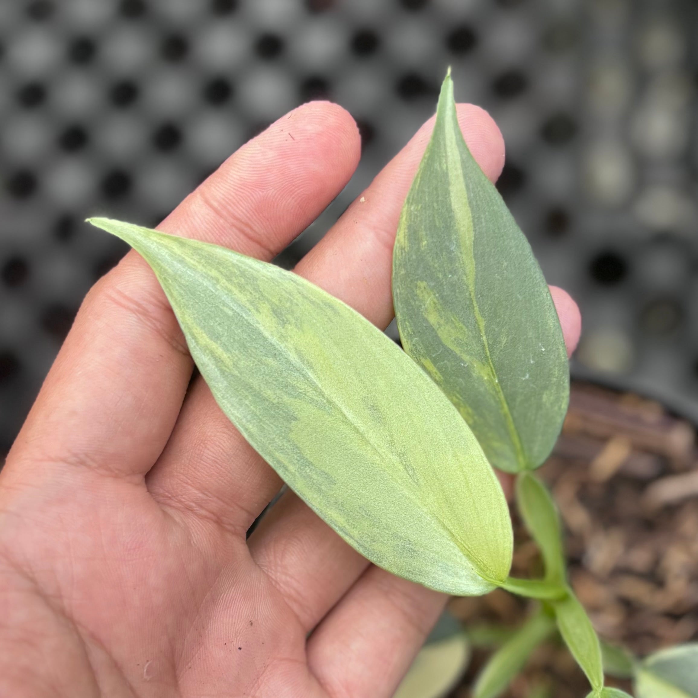 Philodendron hastatum silver sword variegated - Image 2