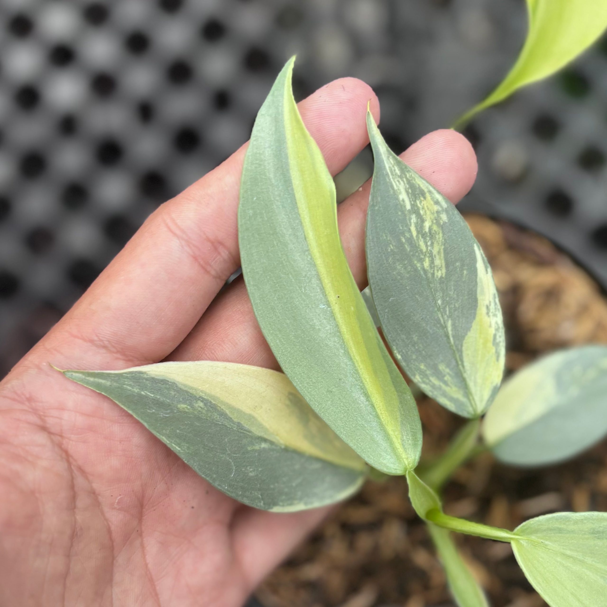 Philodendron hastatum silver sword variegated - Image 3