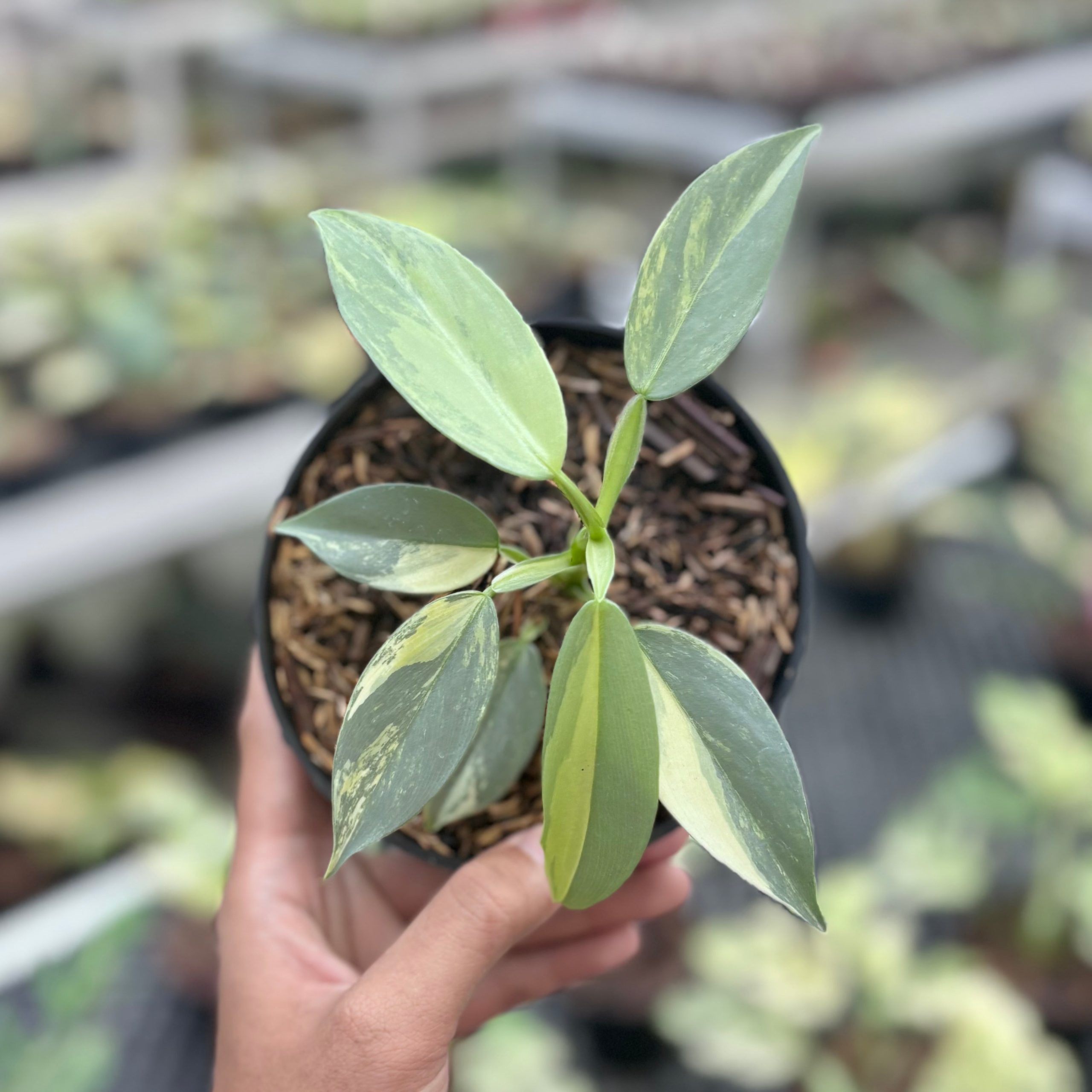 Philodendron hastatum silver sword variegated - Image 4