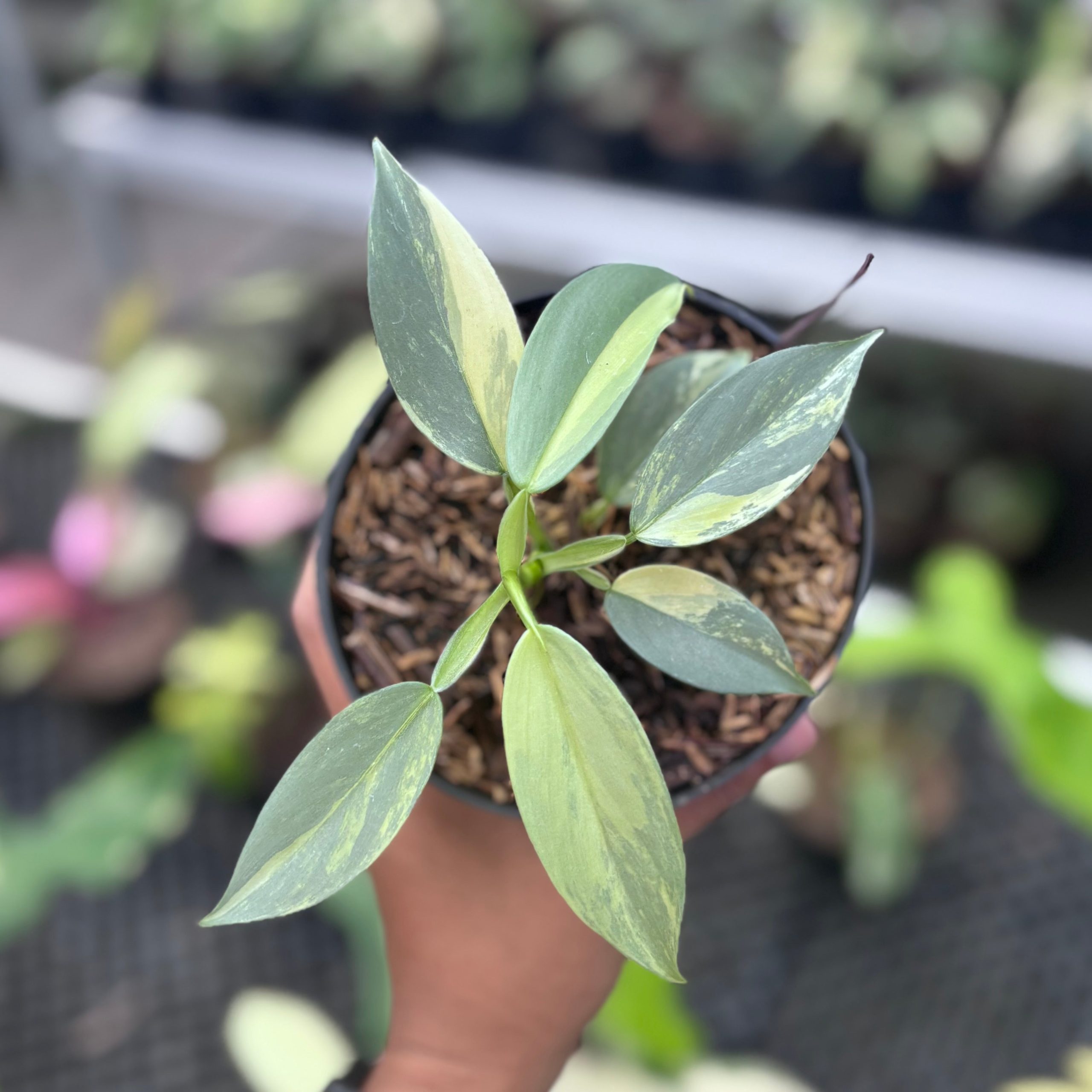 Philodendron hastatum silver sword variegated - Image 5