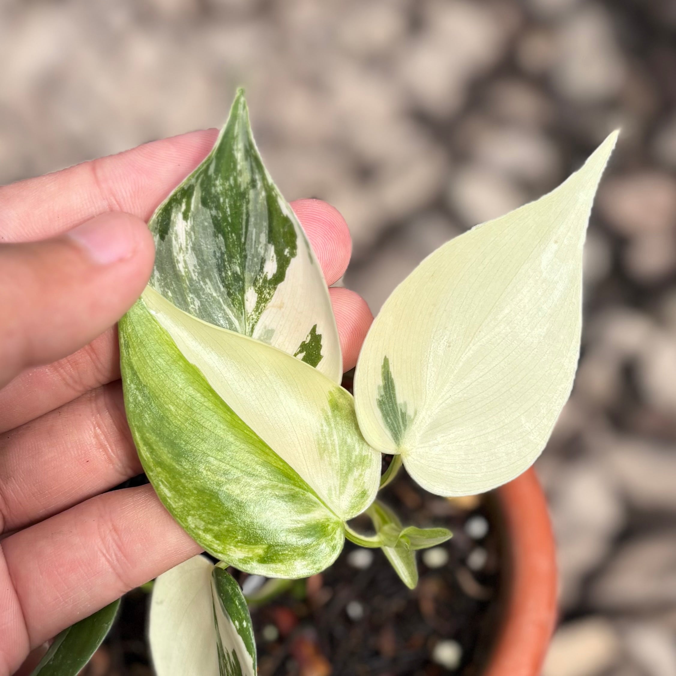Philodendron hederaceum albo variegated - Image 2