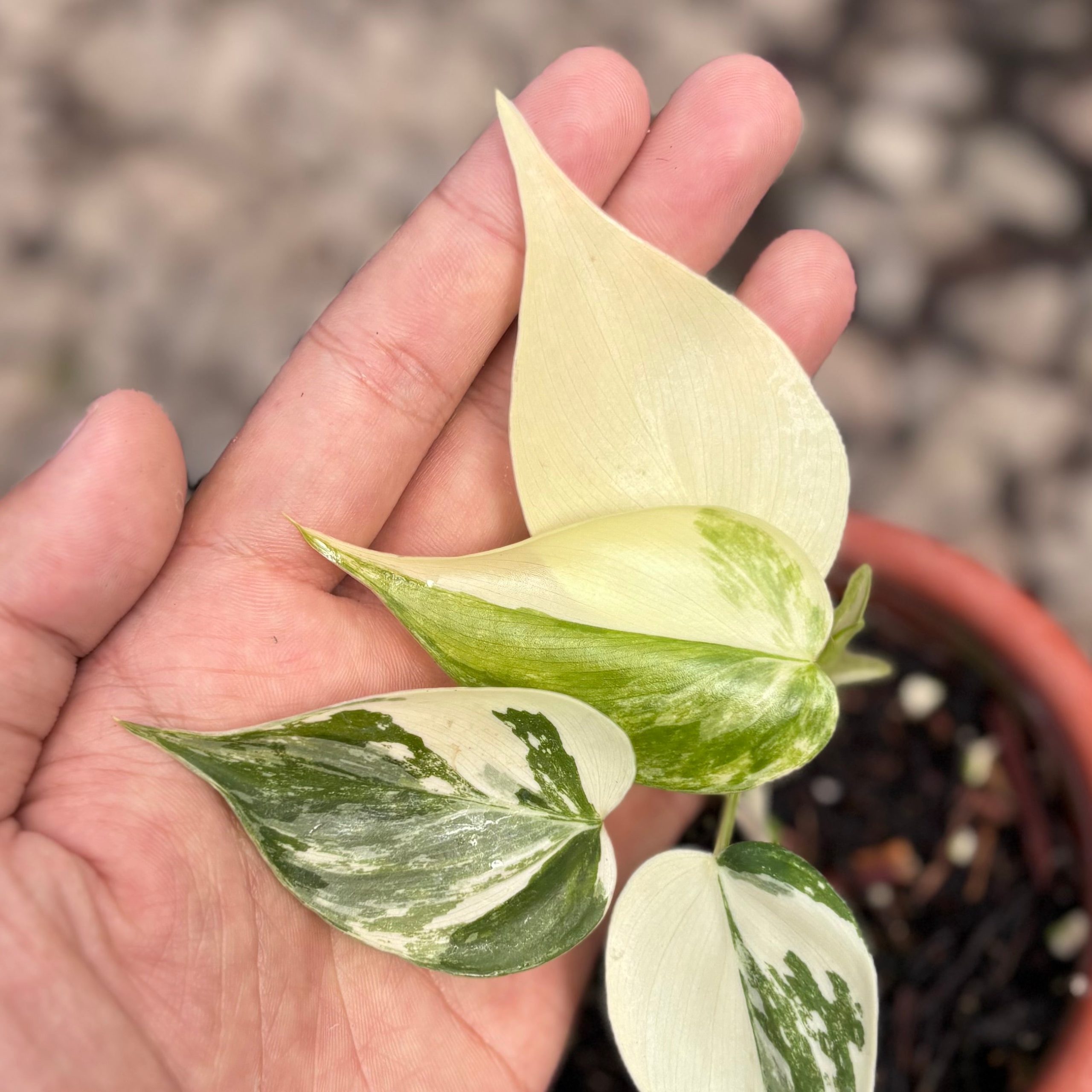 Philodendron hederaceum albo variegated - Image 3
